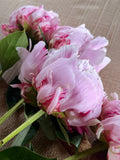 Peony - (Pink) Sarah Bernhardt