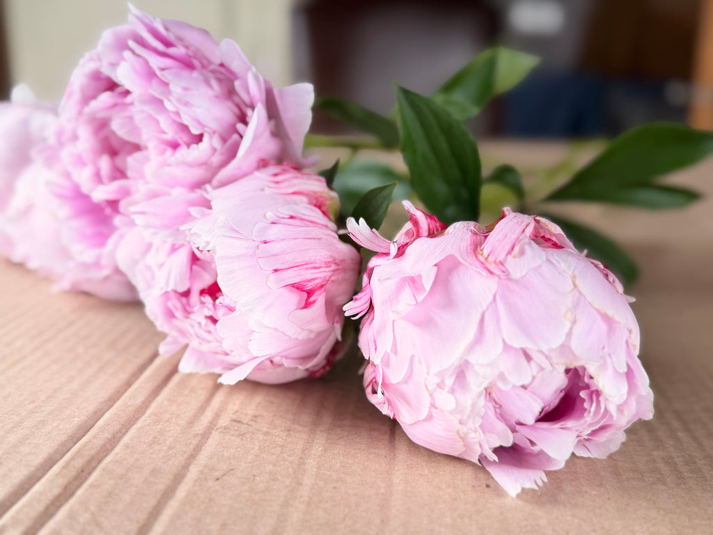 Peony - (Pink) Sarah Bernhardt