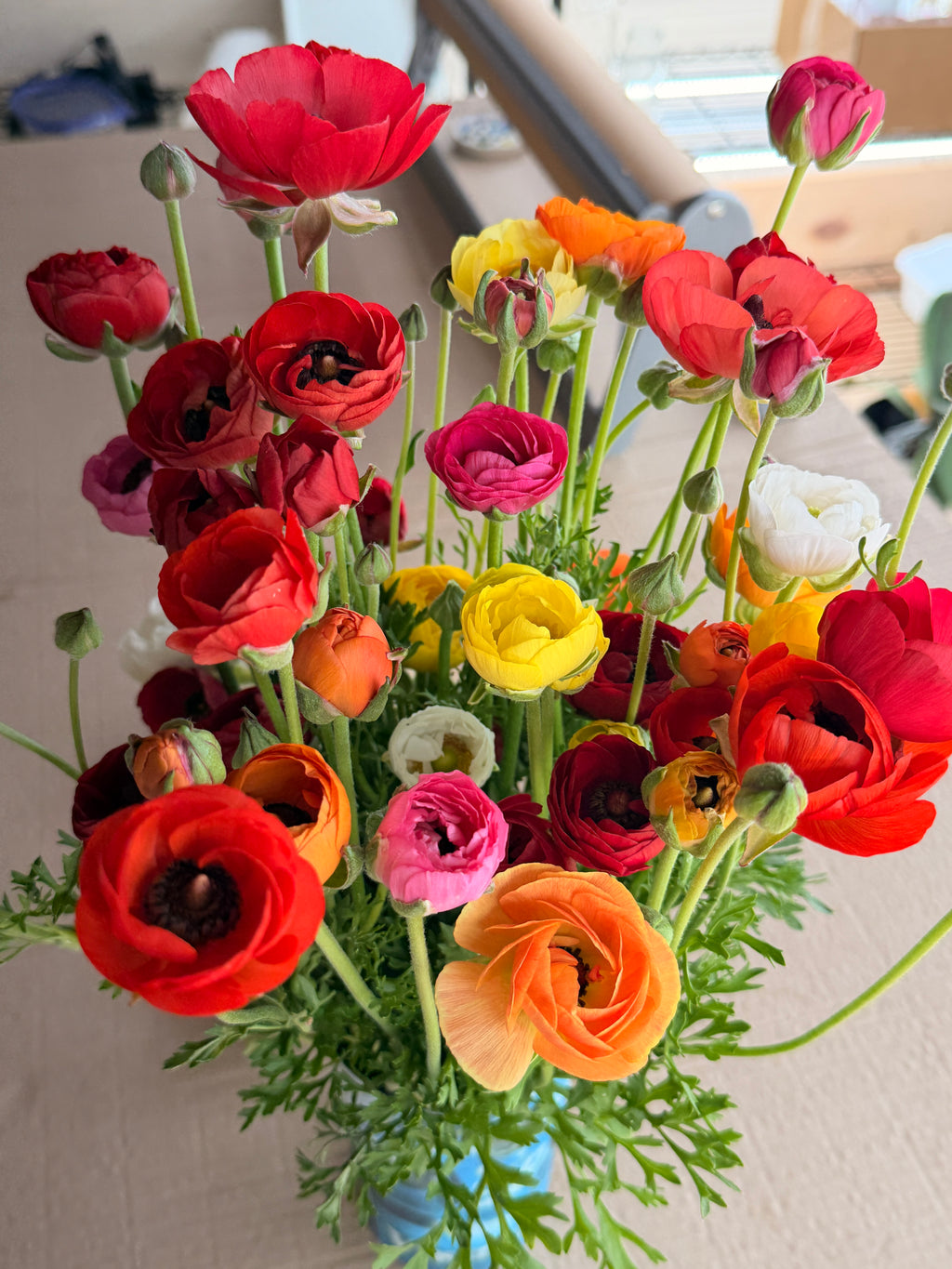 Ranunculus - Mixed Colors