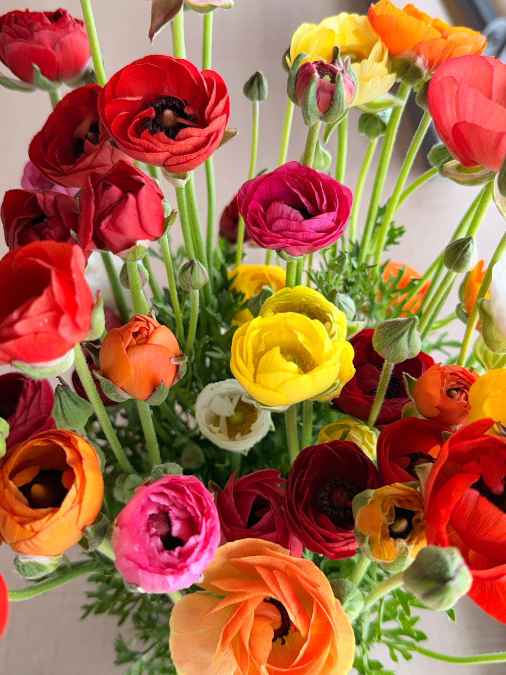 Ranunculus - Mixed Colors