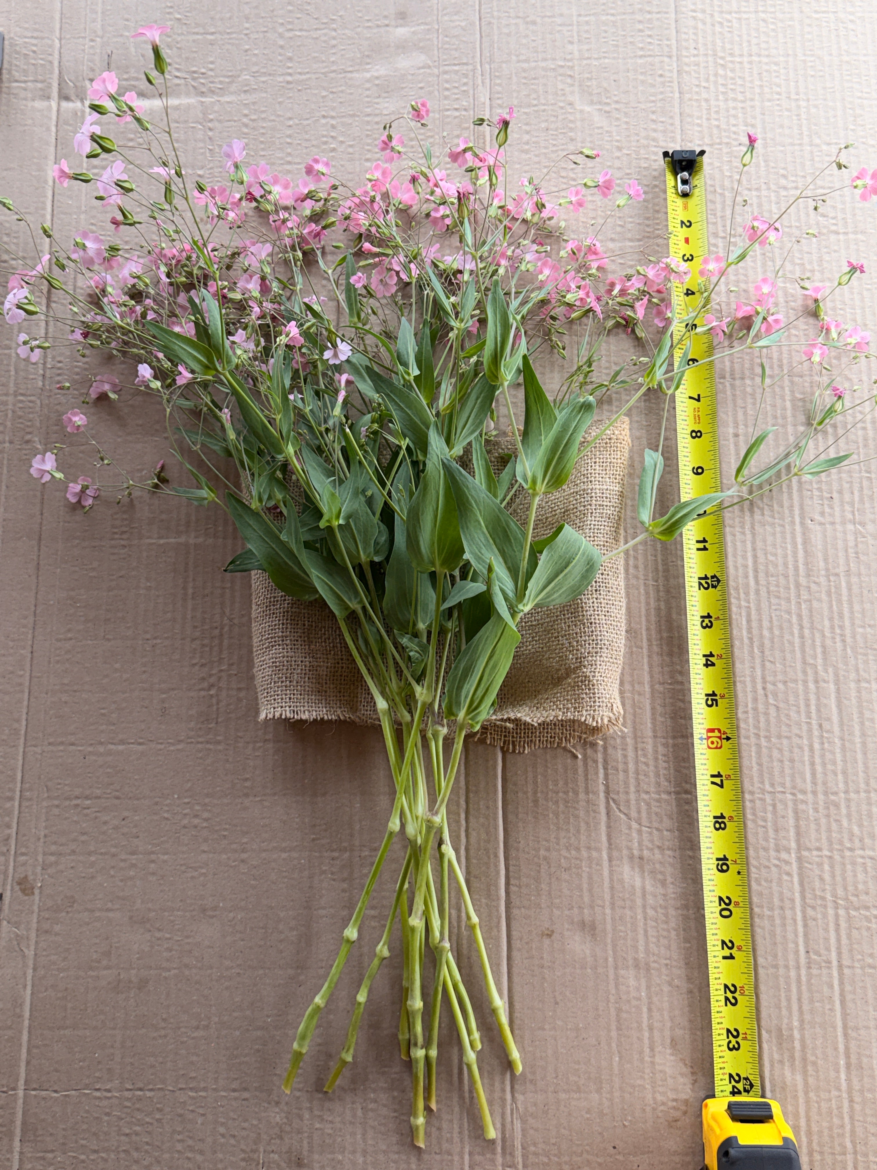 Saponaria - Pink