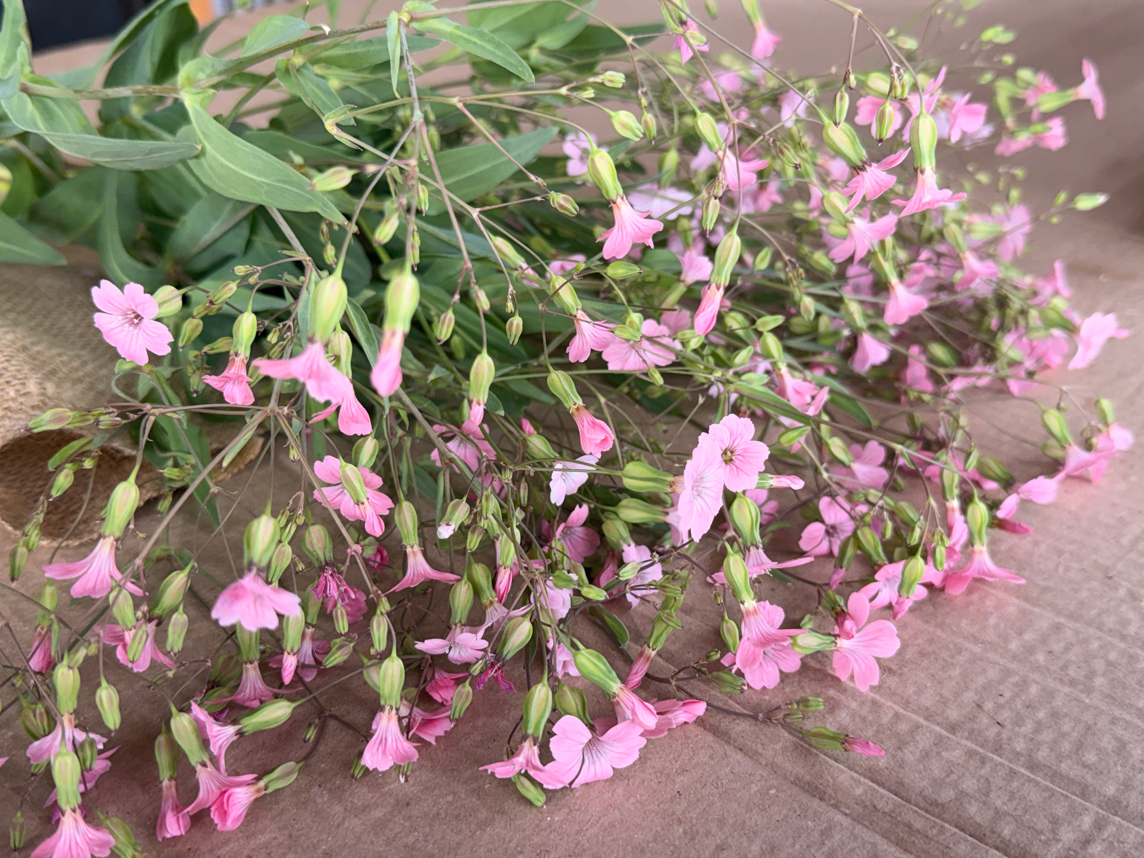 Saponaria - Pink