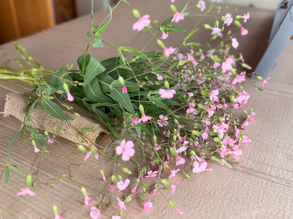 Saponaria - Pink