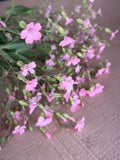 Saponaria - Pink