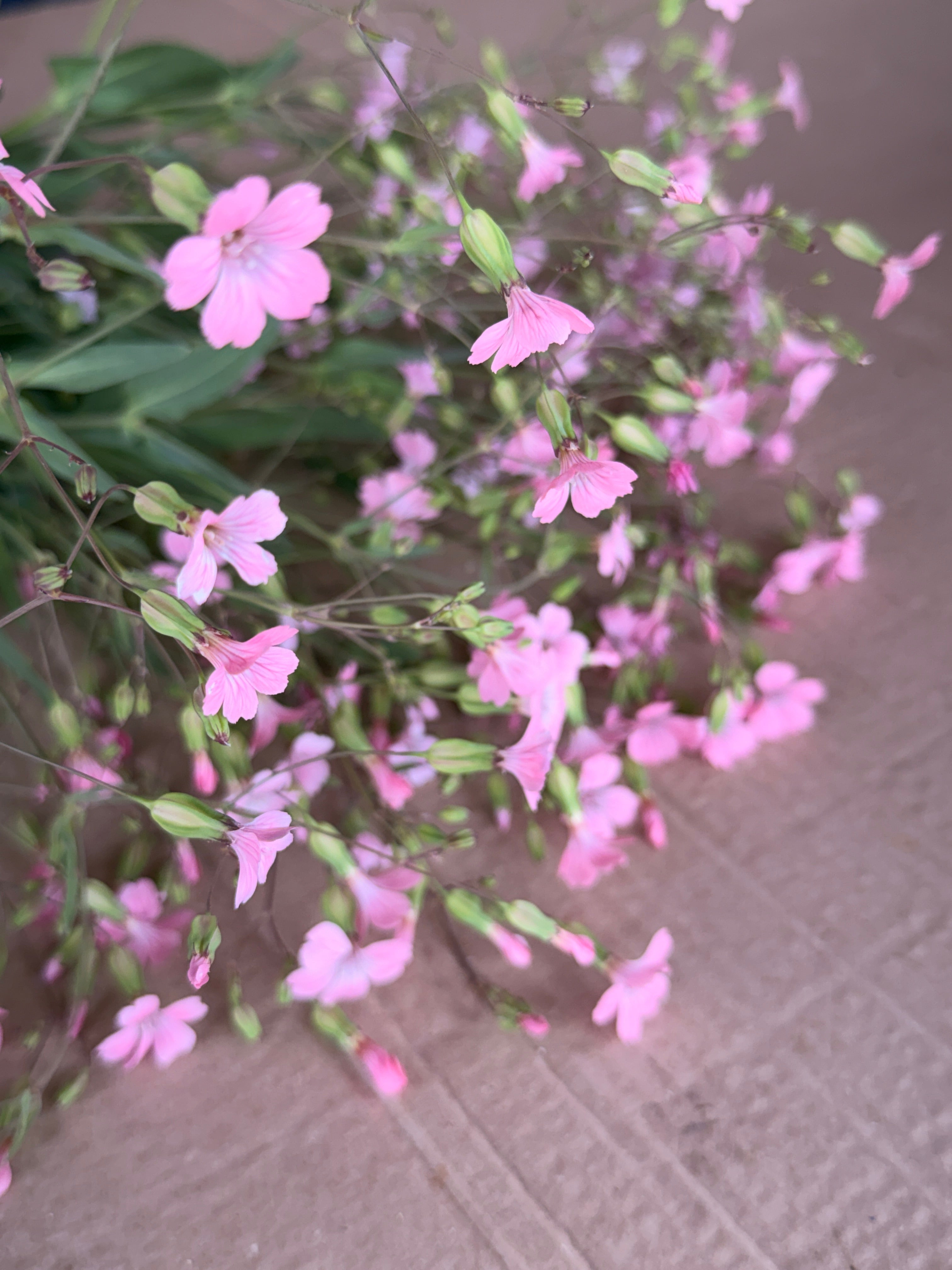 Saponaria - Pink