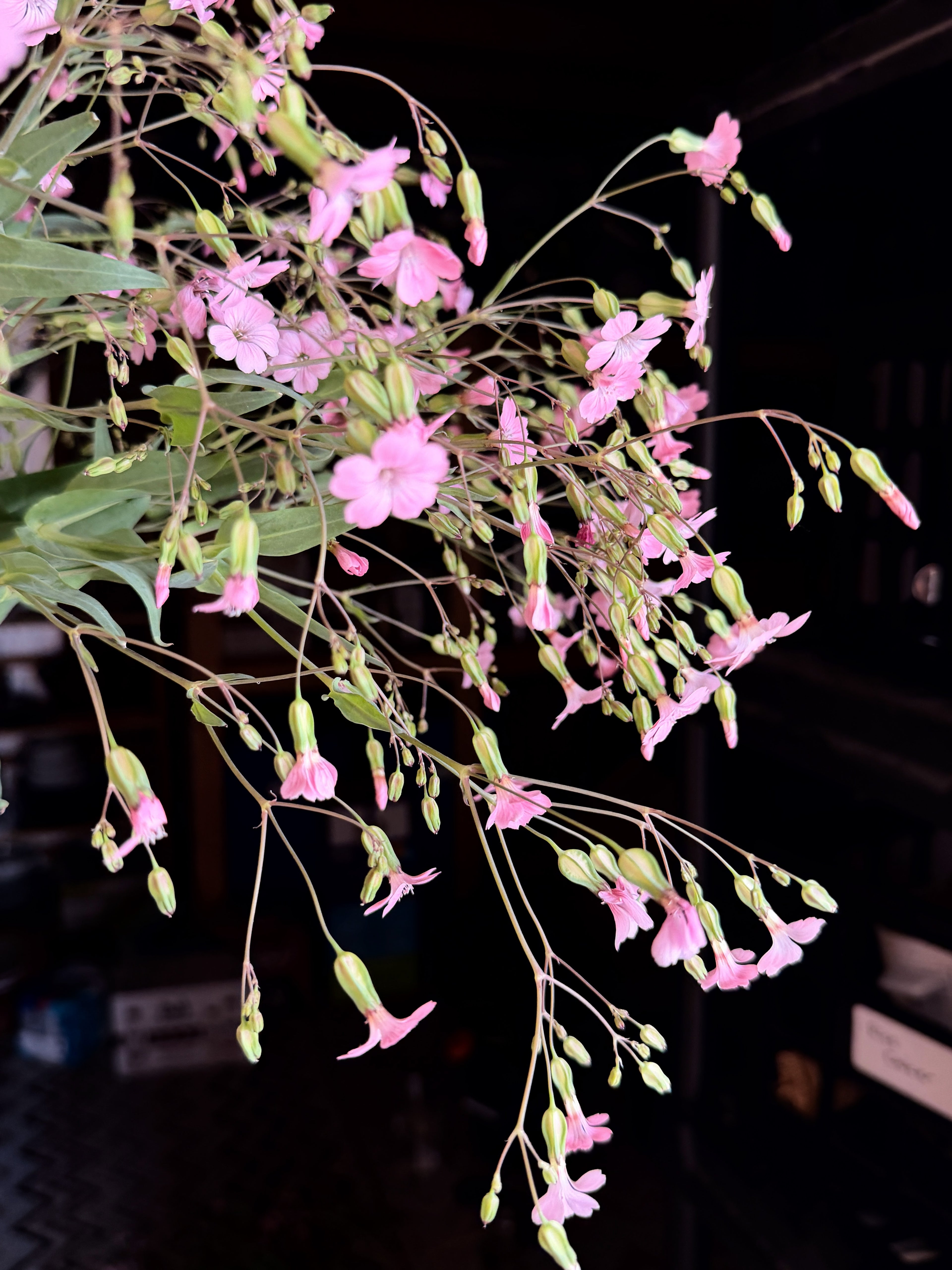 Saponaria - Pink