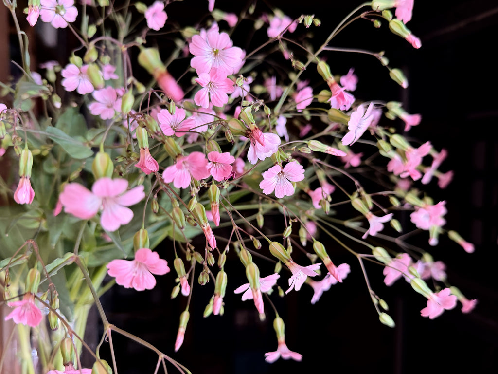 Saponaria - Pink