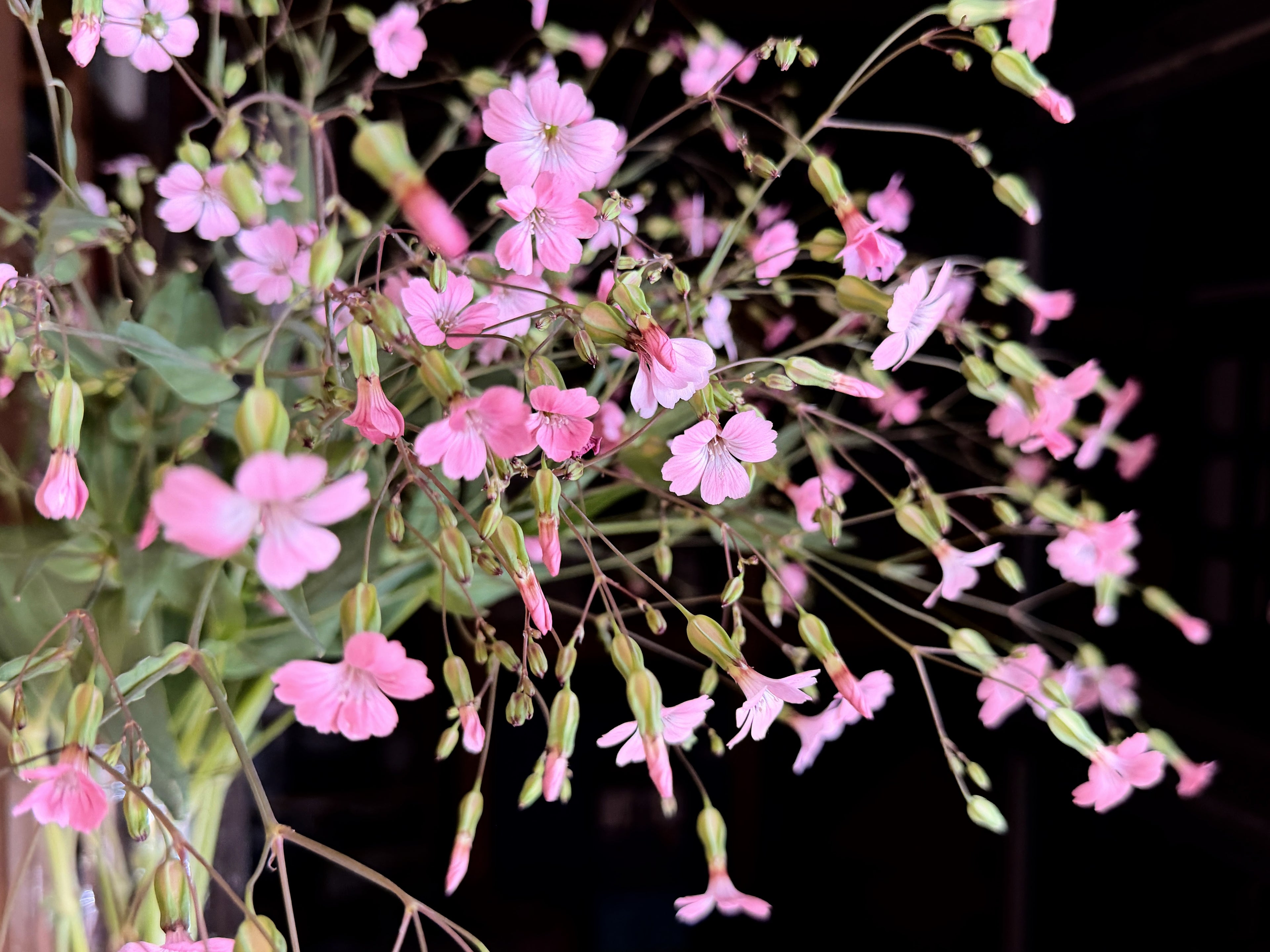 Saponaria - Pink