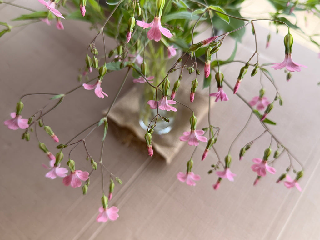 Saponaria - Pink