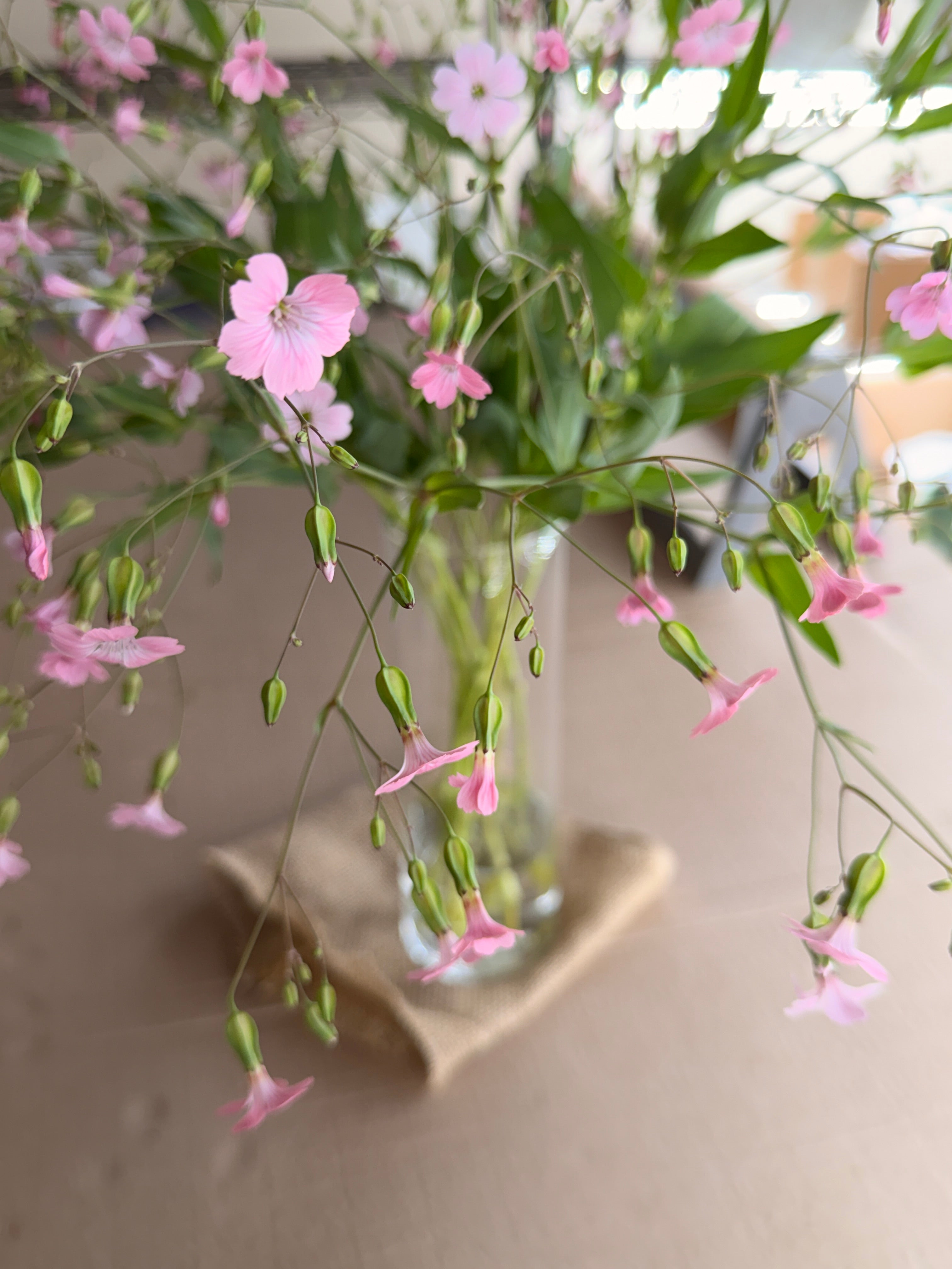 Saponaria - Pink