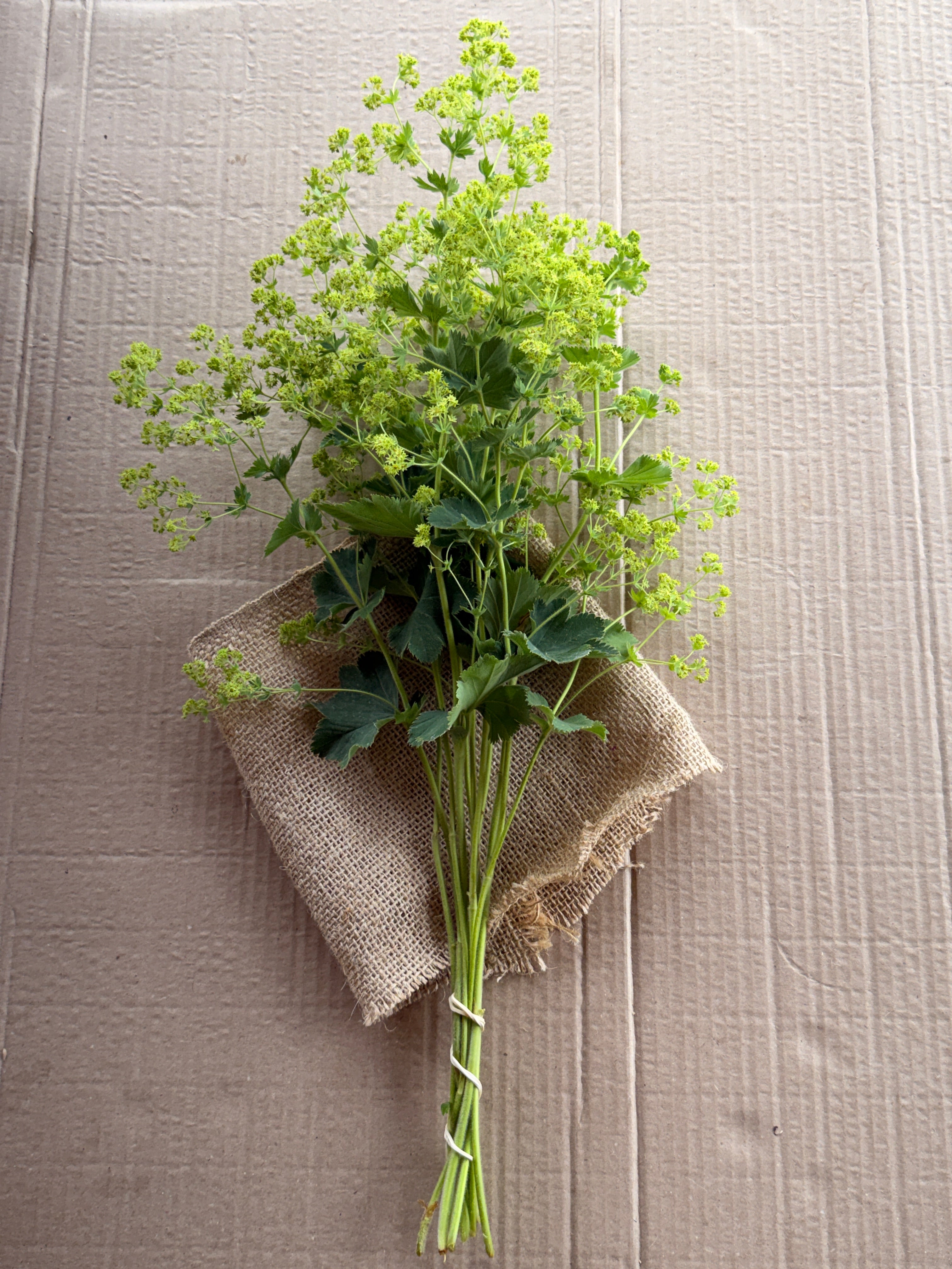 Lady's Mantle