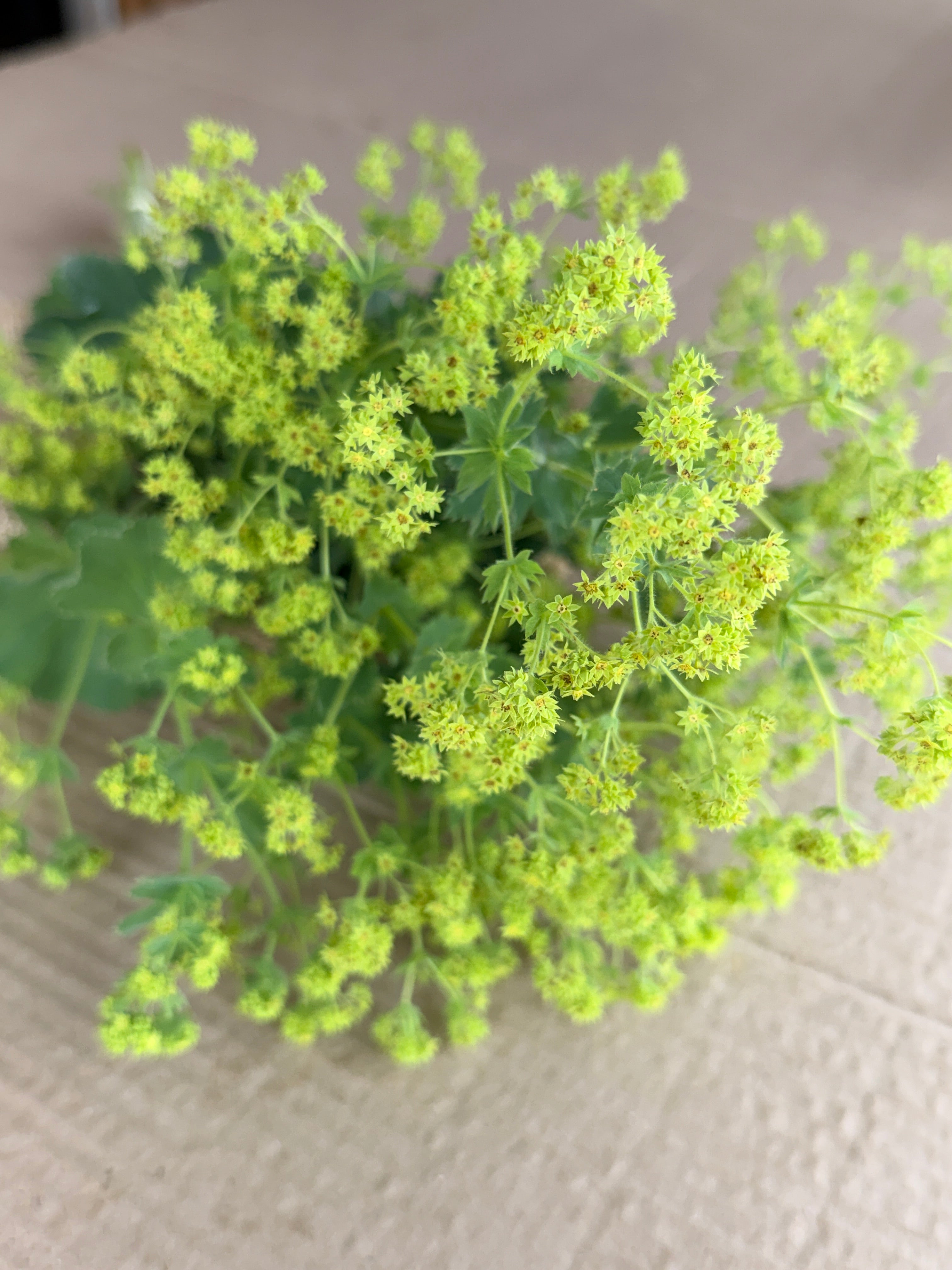 Lady's Mantle