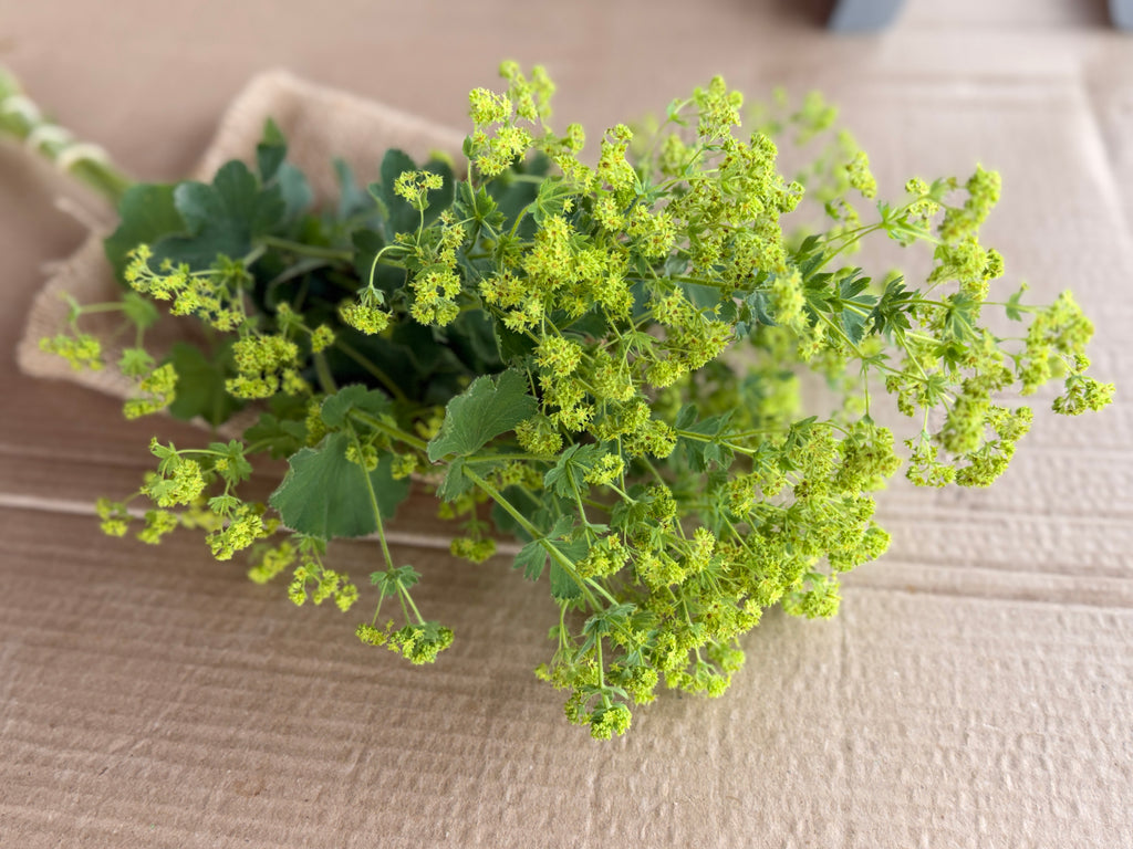 Lady's Mantle