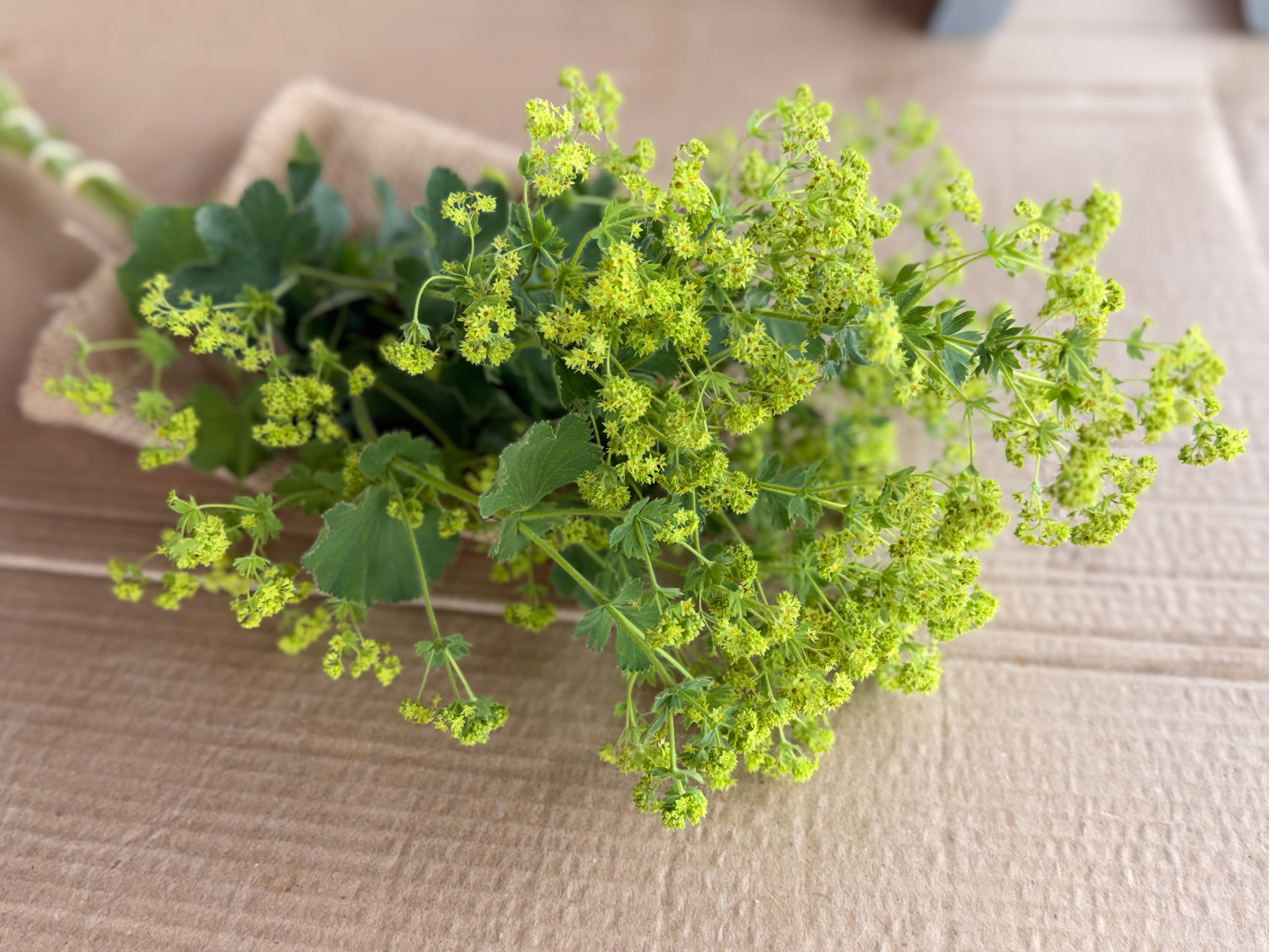 Lady's Mantle