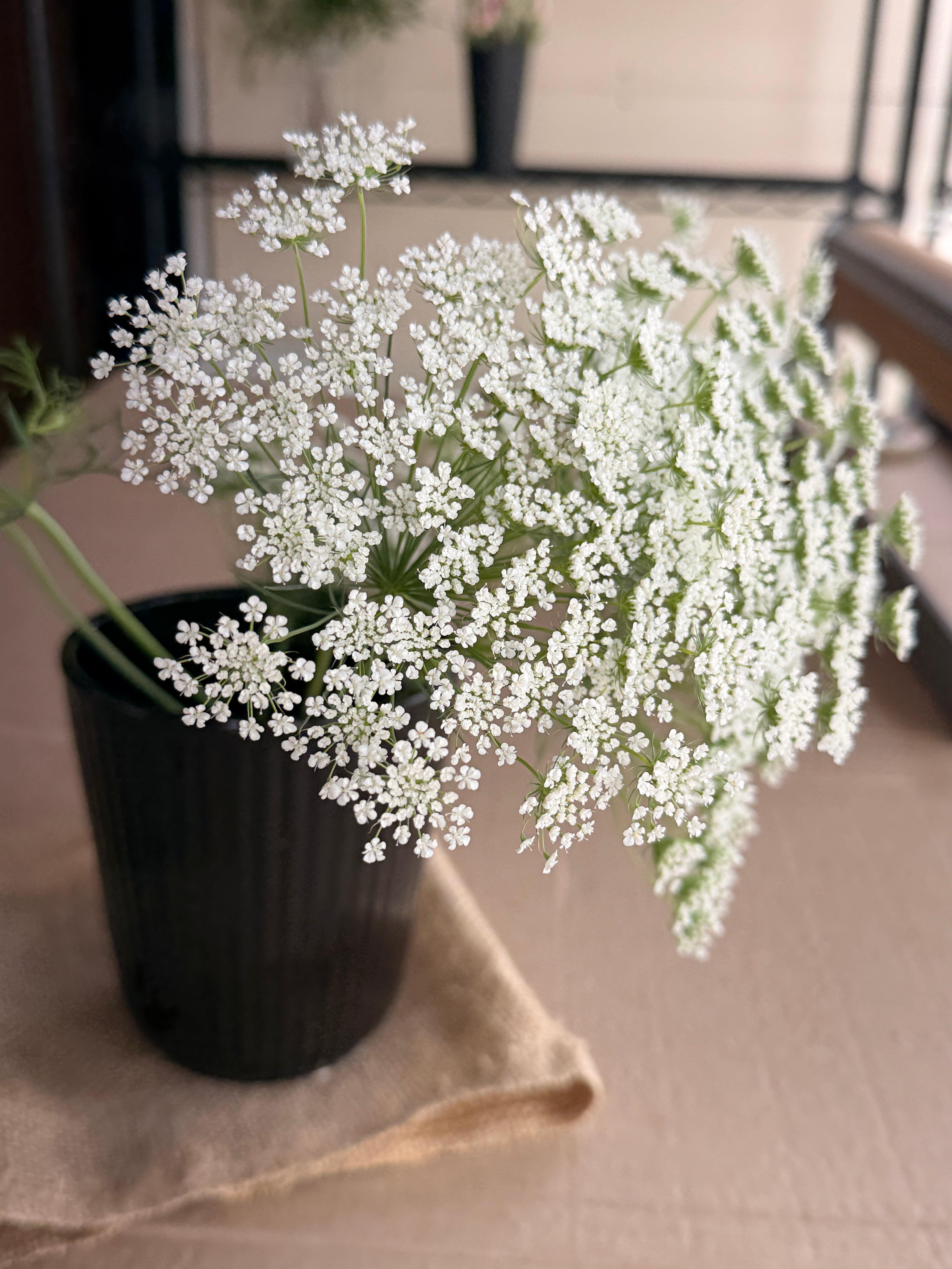 Ammi - White Dill