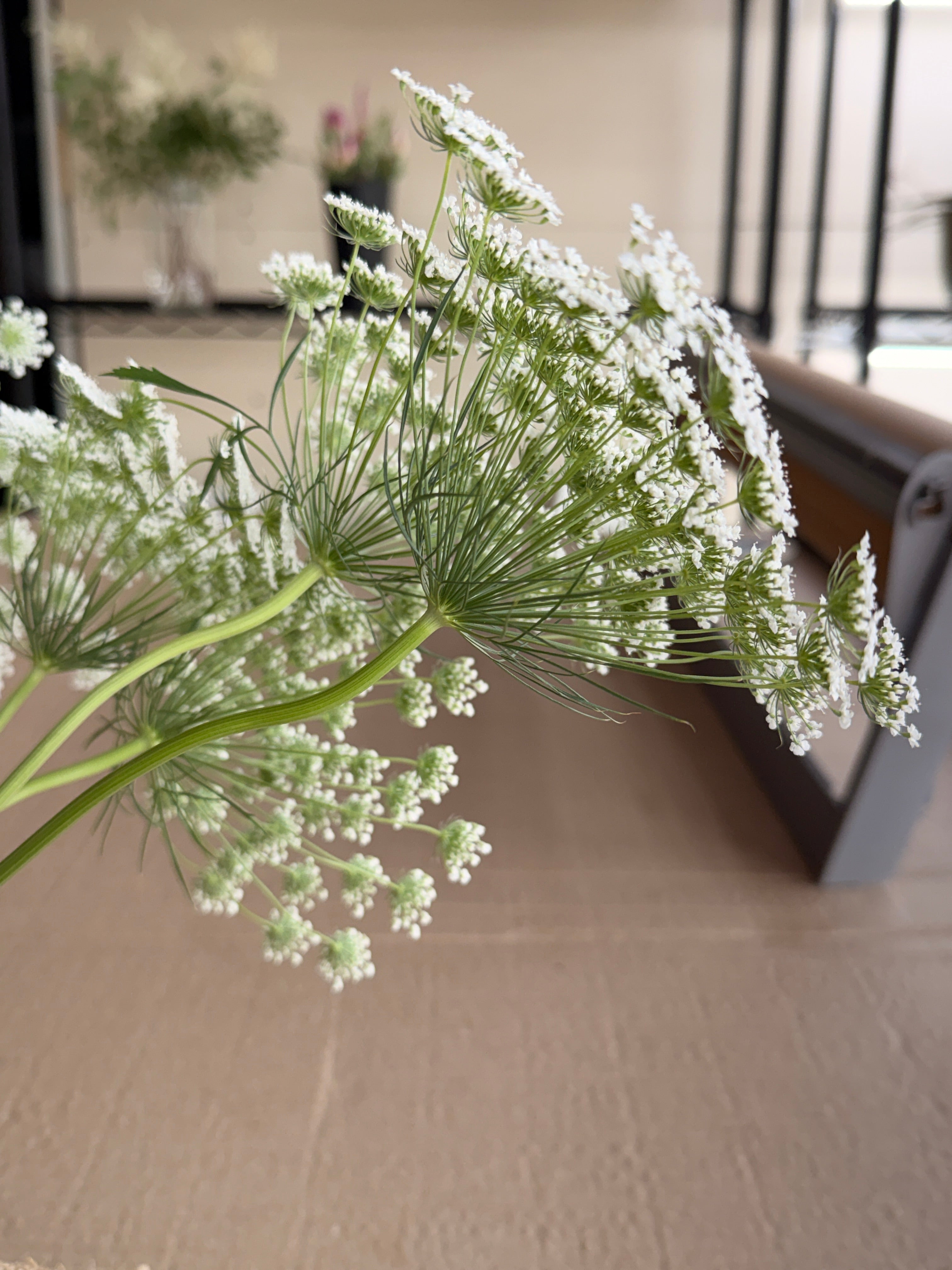Ammi - White Dill