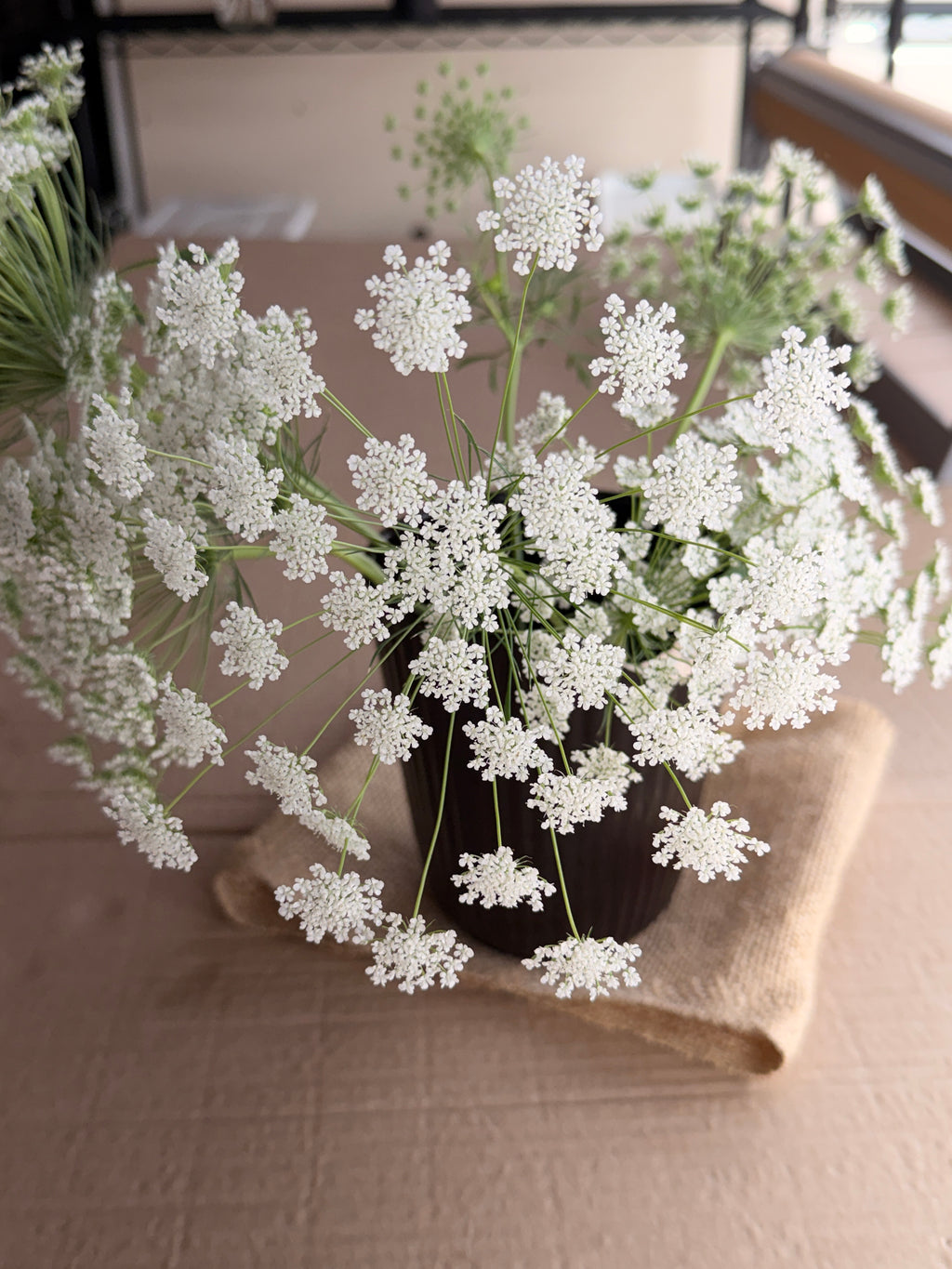 Ammi - White Dill