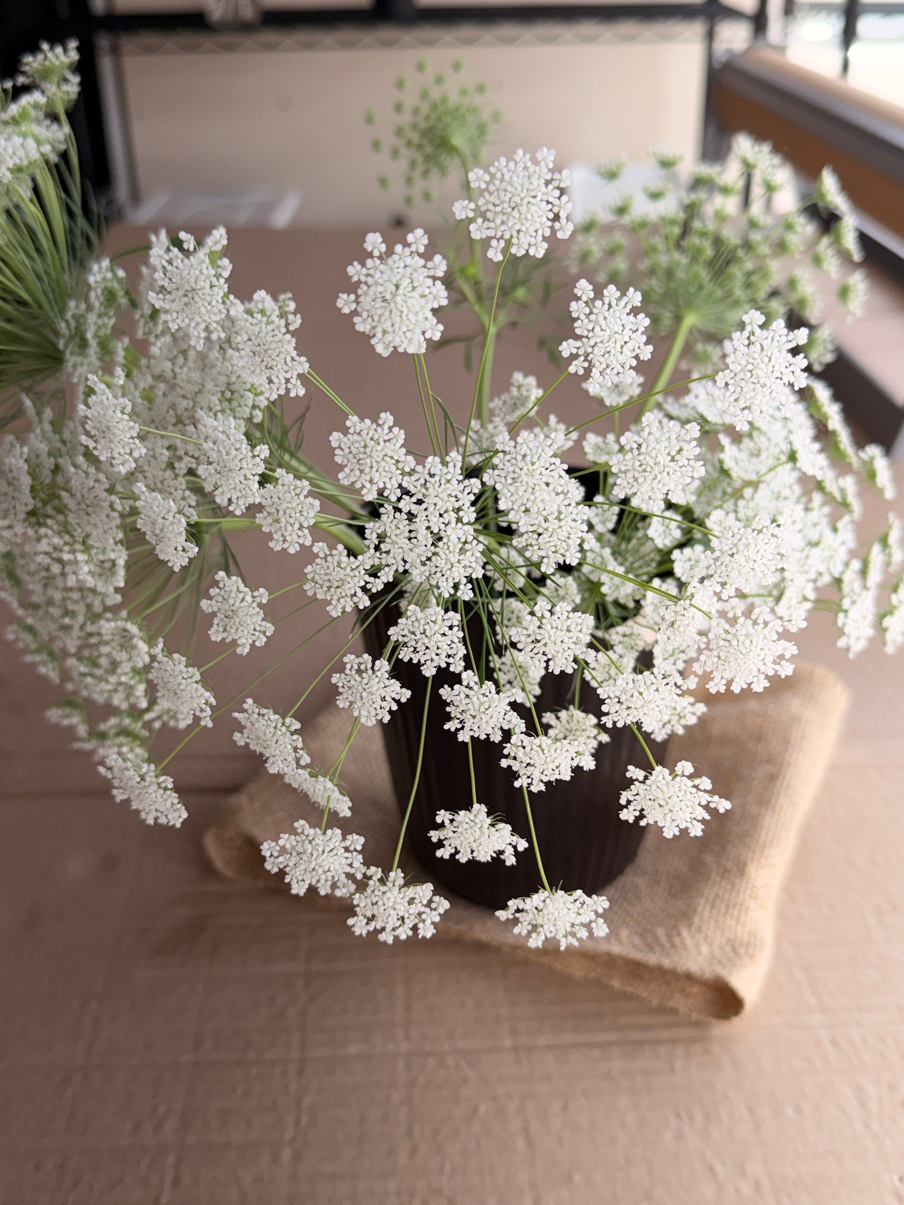 Ammi - White Dill