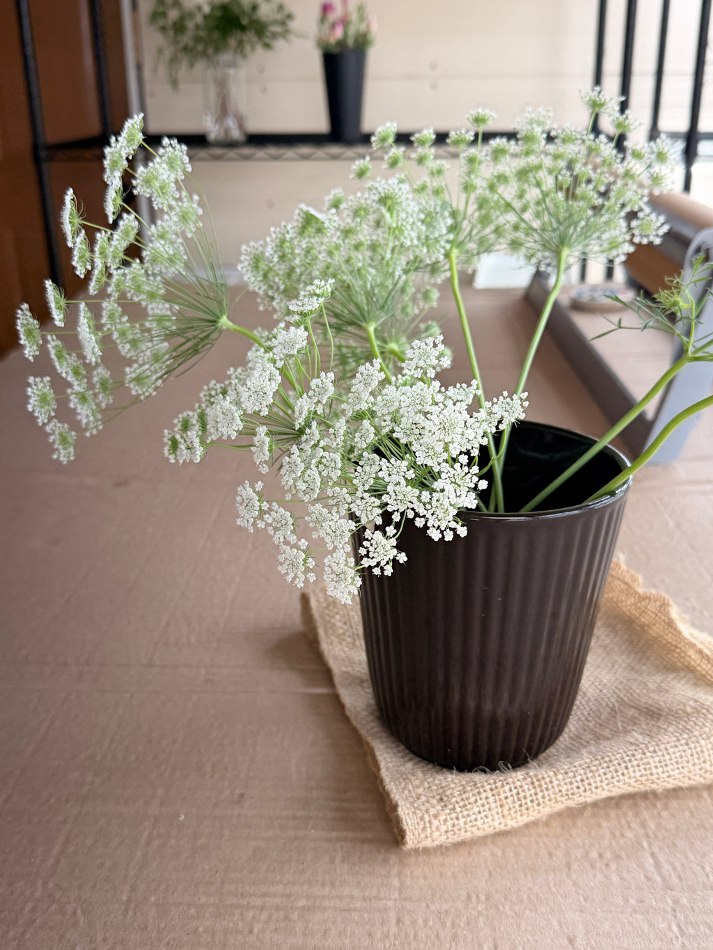 Ammi - White Dill