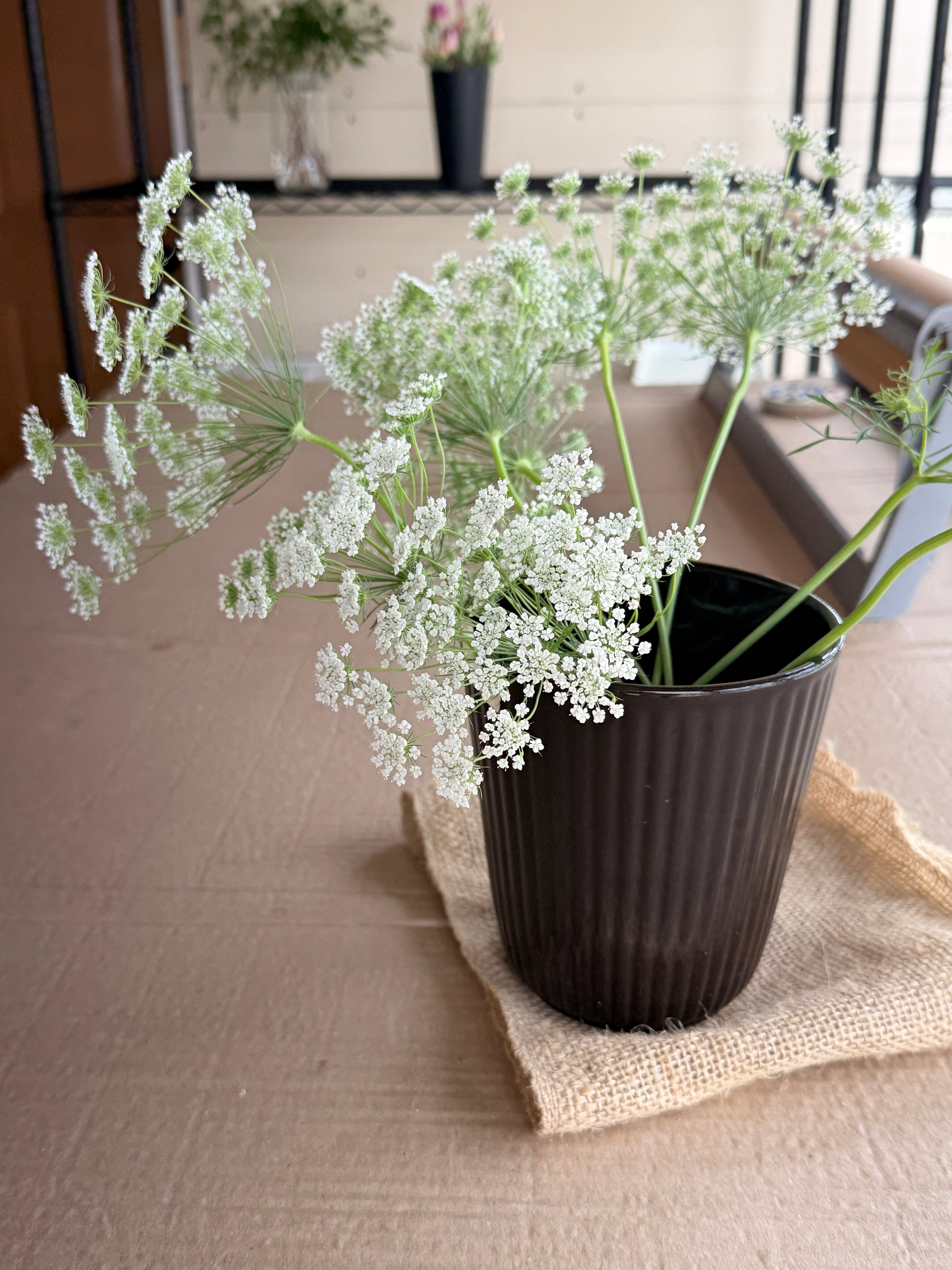 Ammi - White Dill