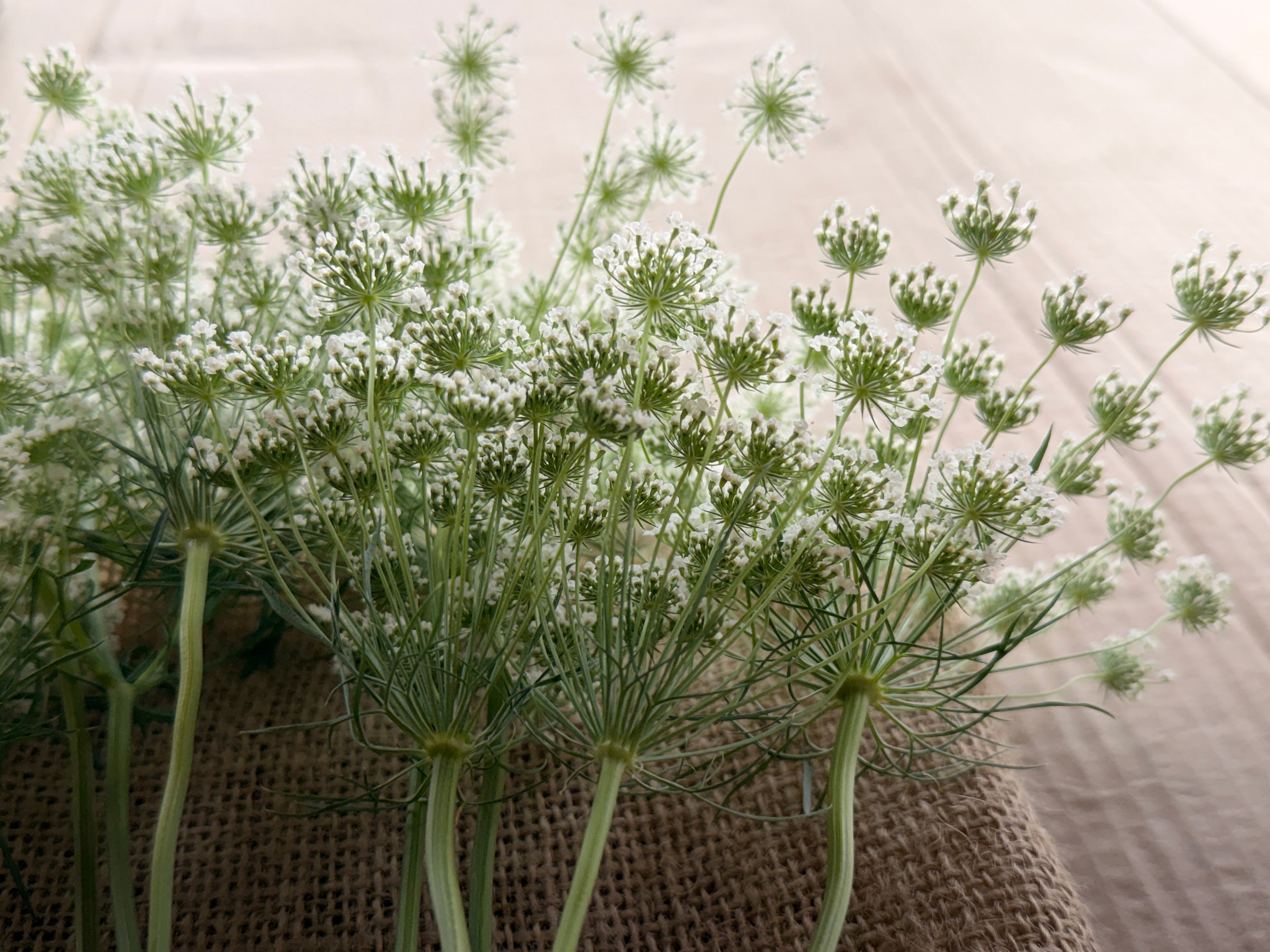 Ammi - White Dill
