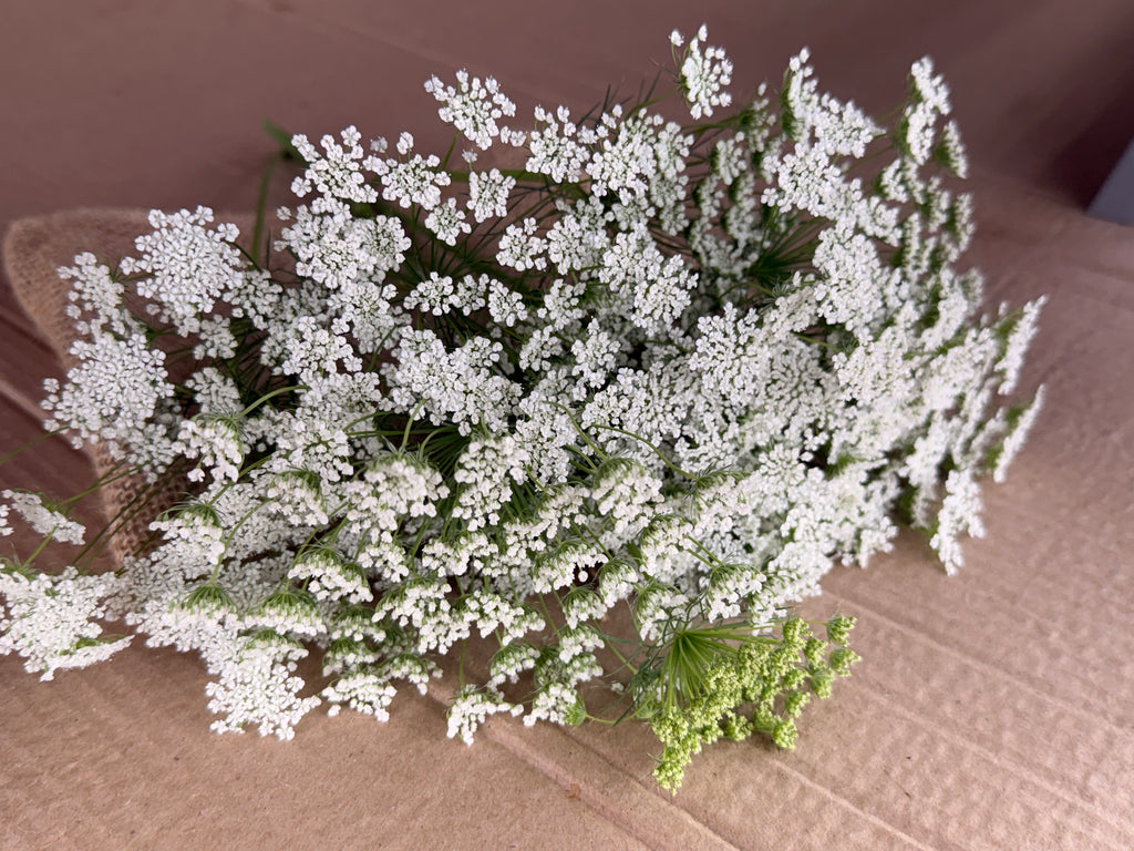 Ammi - White Dill
