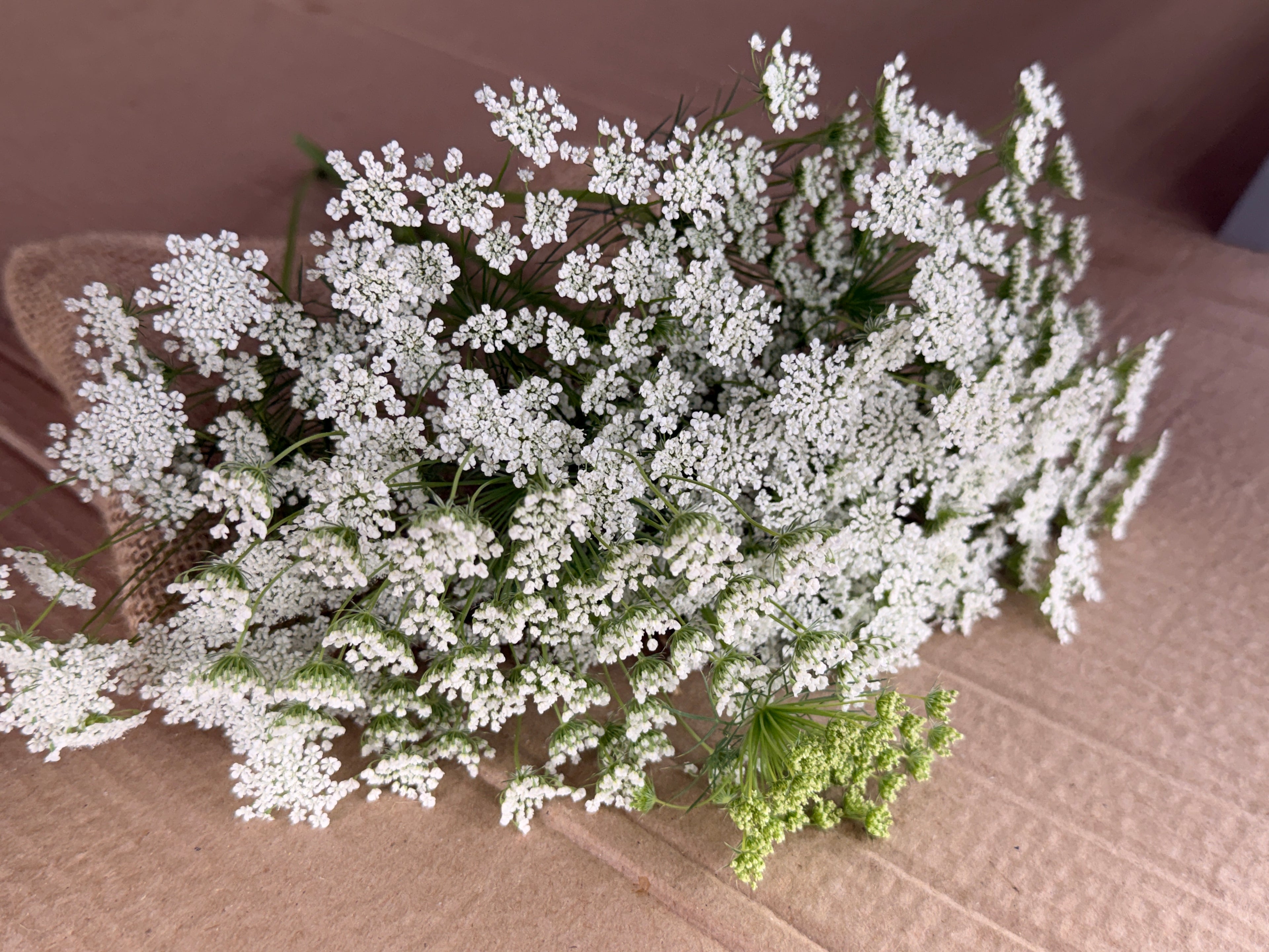 Ammi - White Dill
