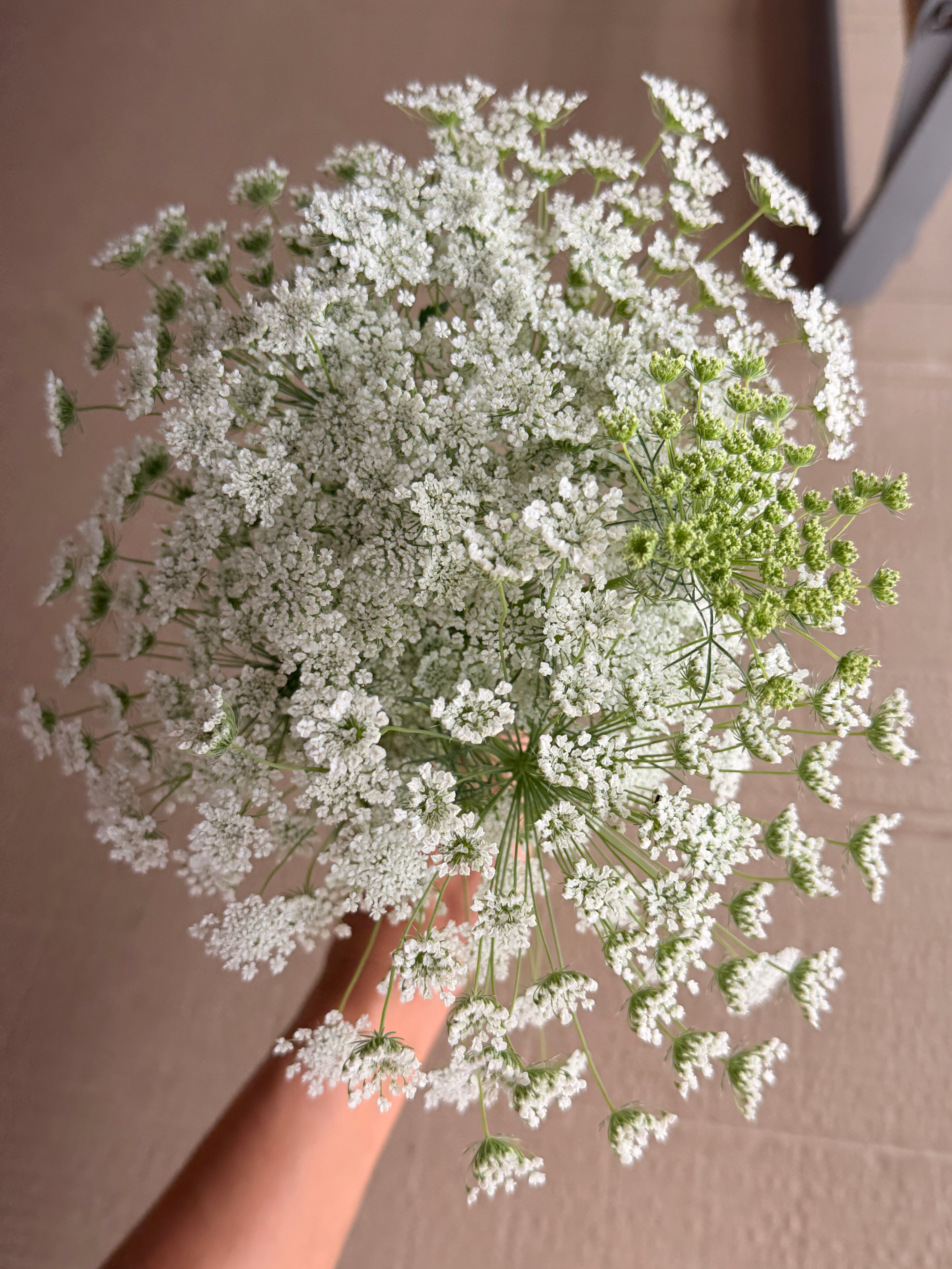 Ammi - White Dill