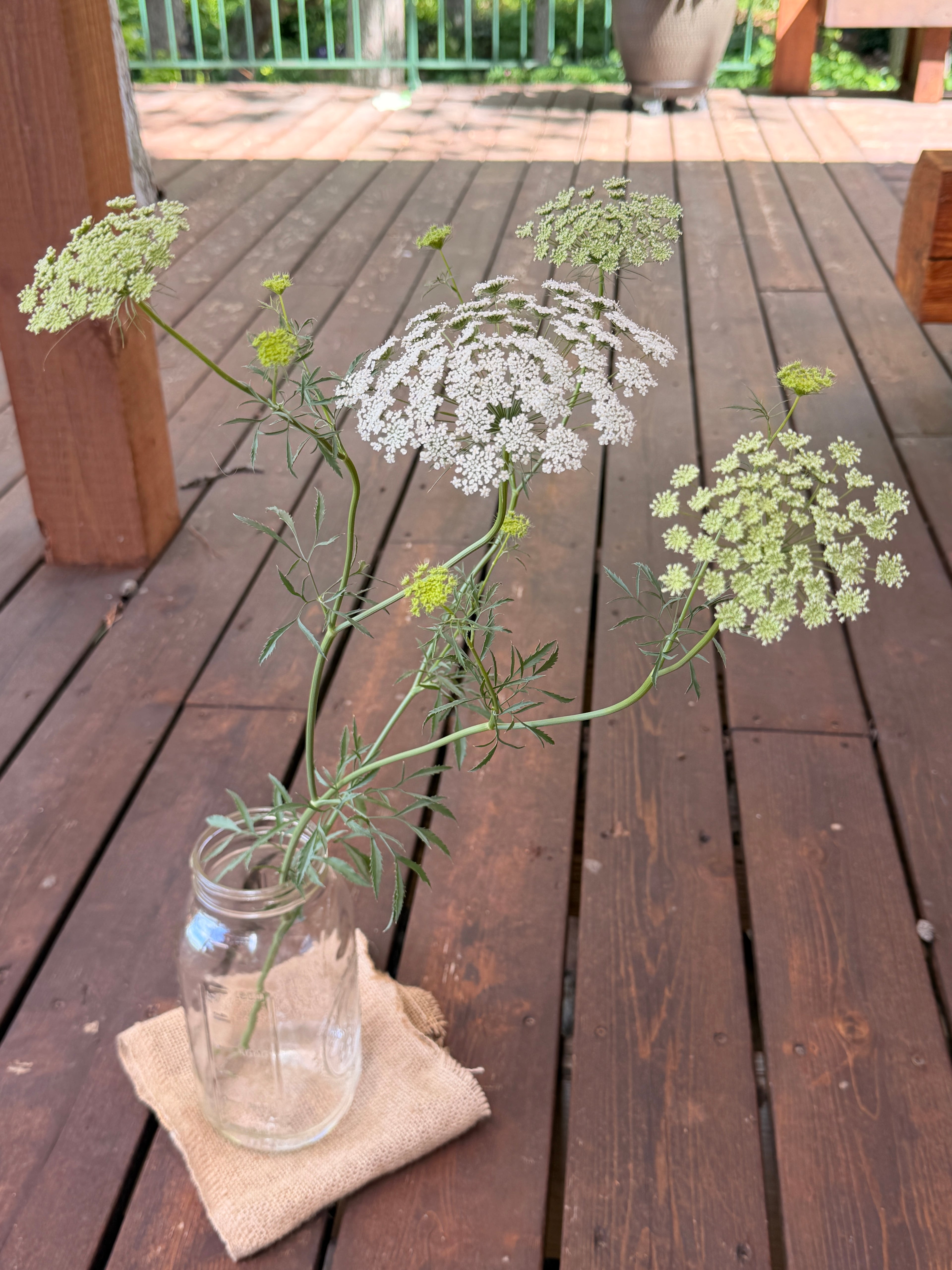 Ammi - White Dill