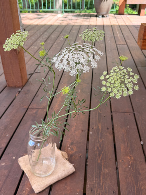 Ammi - White Dill
