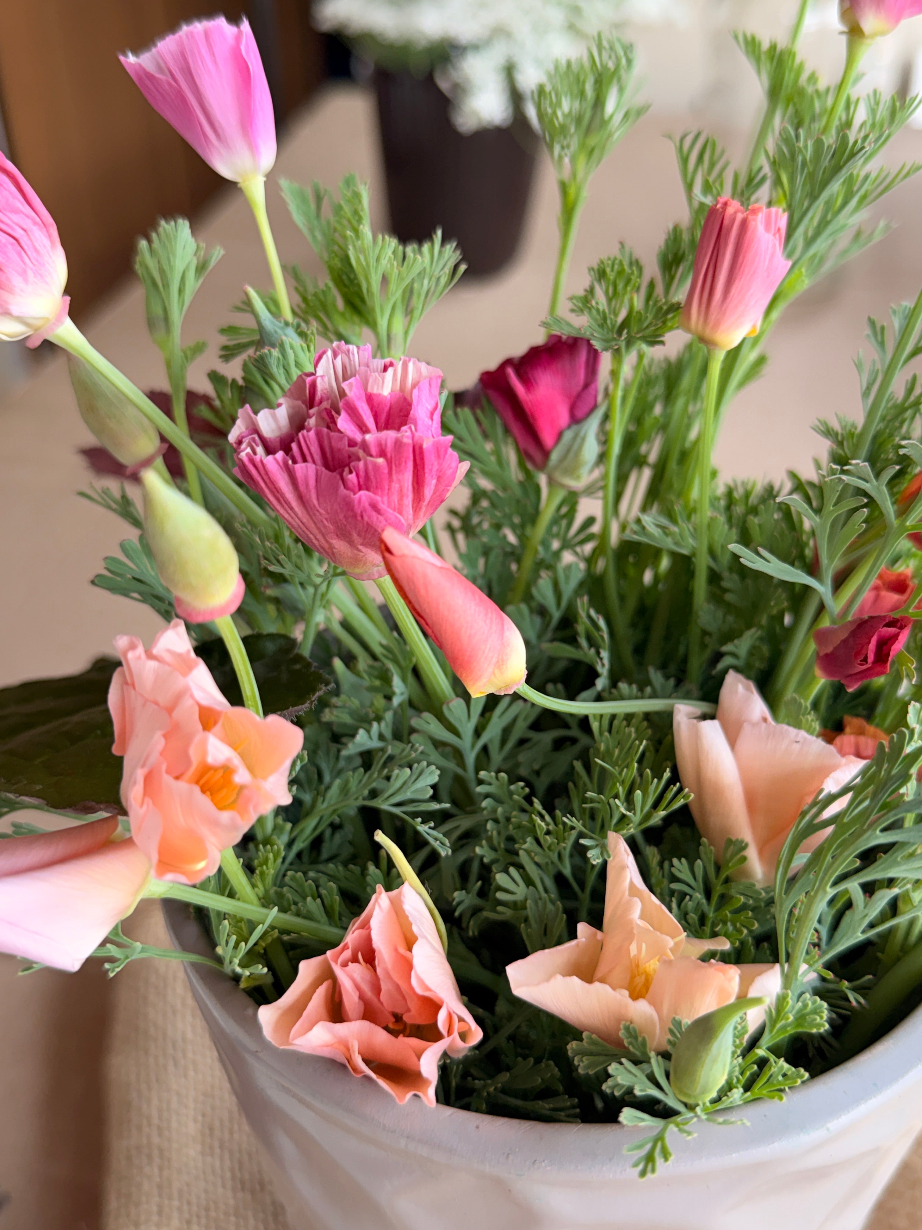 California Poppy - Peach & Pink Mix