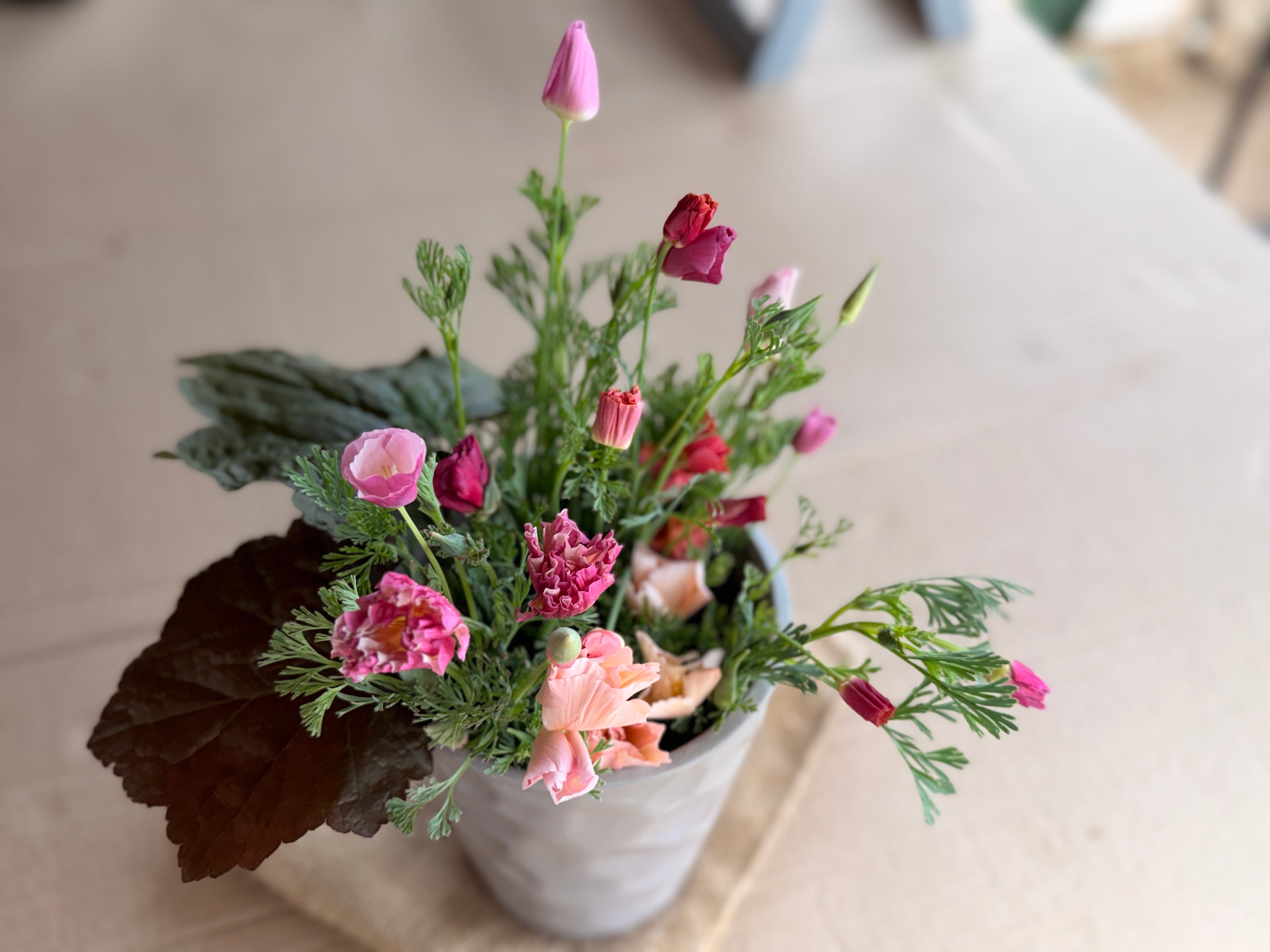 California Poppy - Peach & Pink Mix
