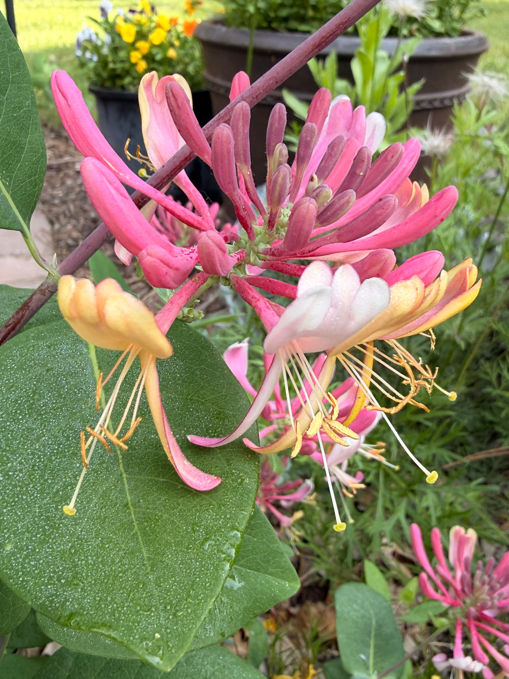 Honeysuckle Vine - Peaches n Cream