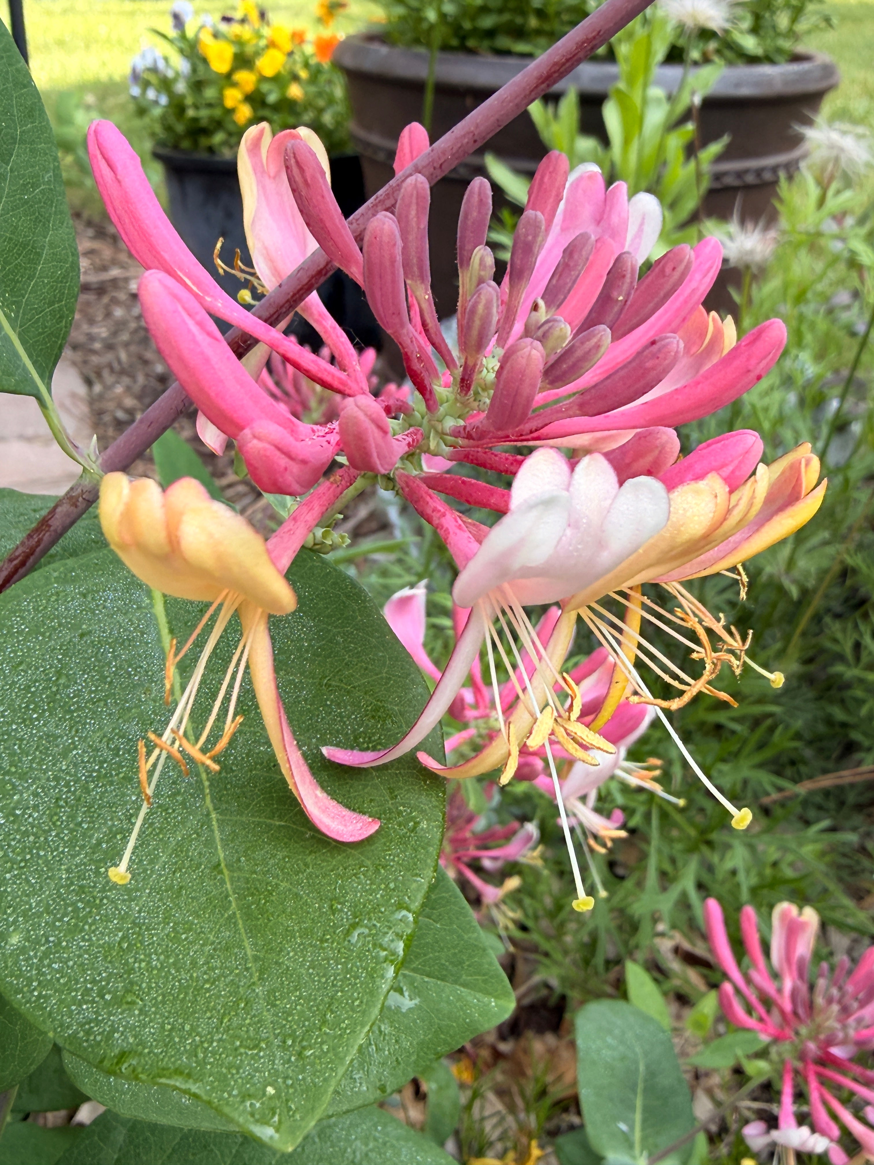 Honeysuckle Vine - Peaches n Cream