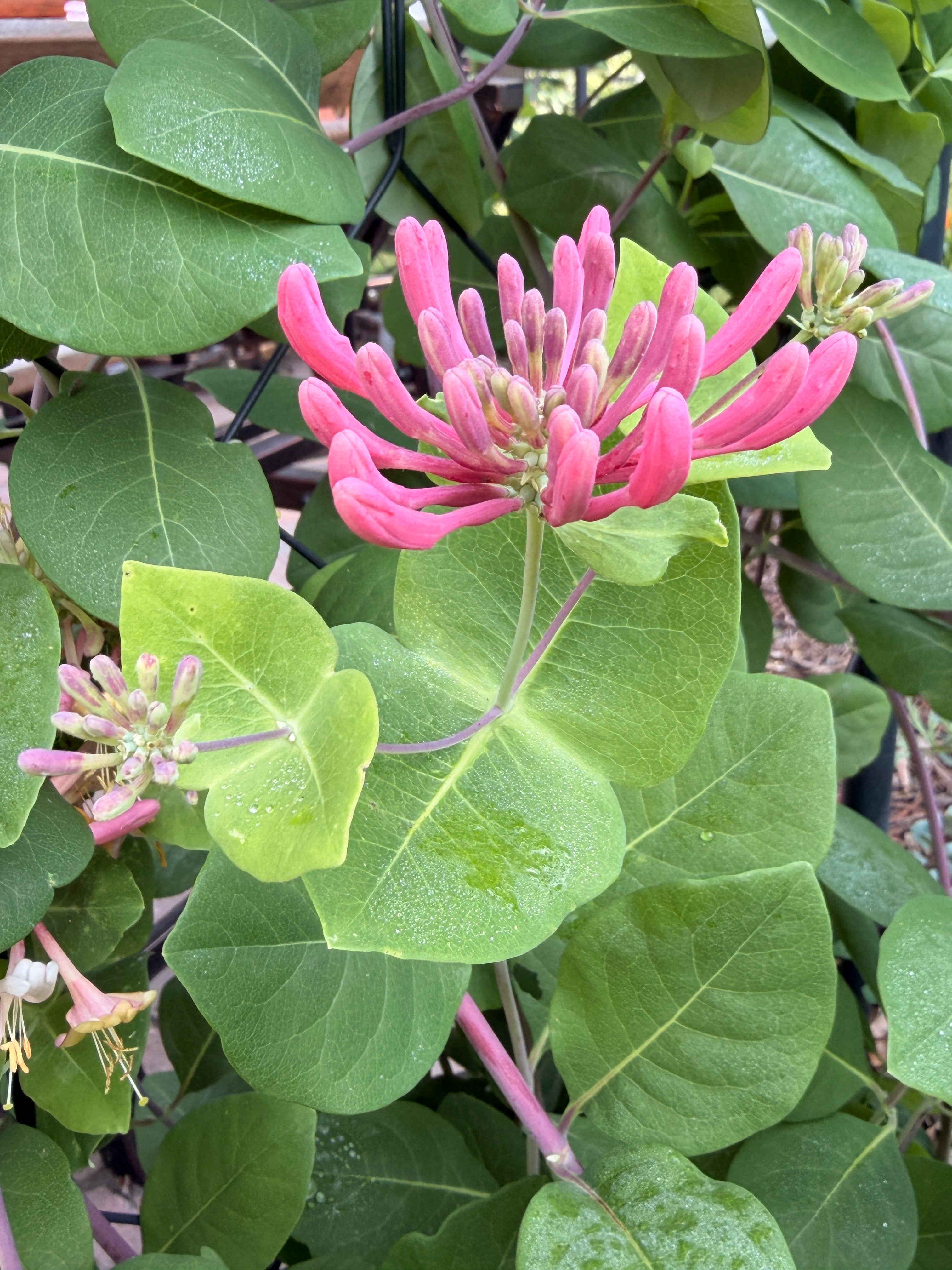 Honeysuckle Vine - Peaches n Cream