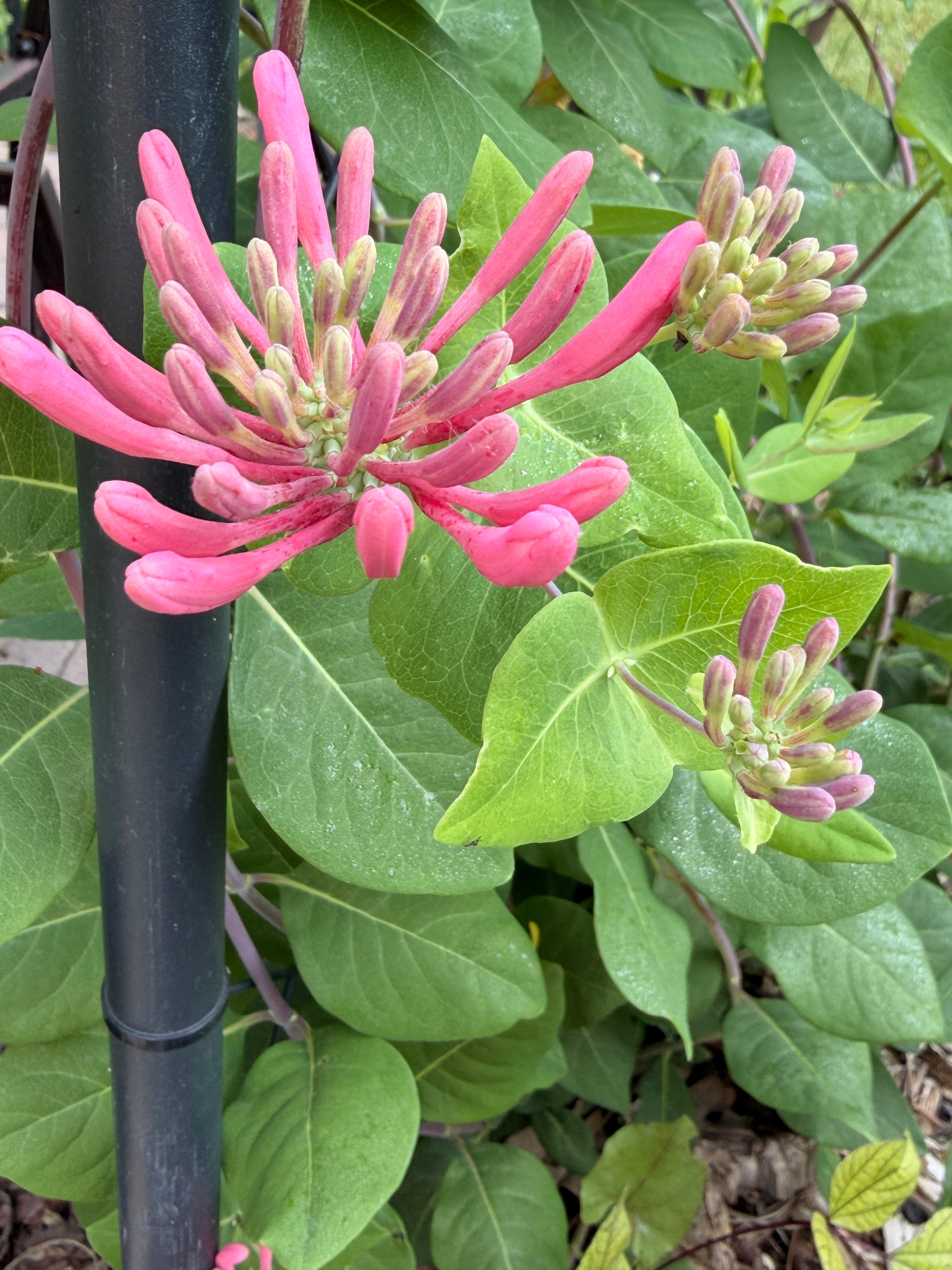 Honeysuckle Vine - Peaches n Cream