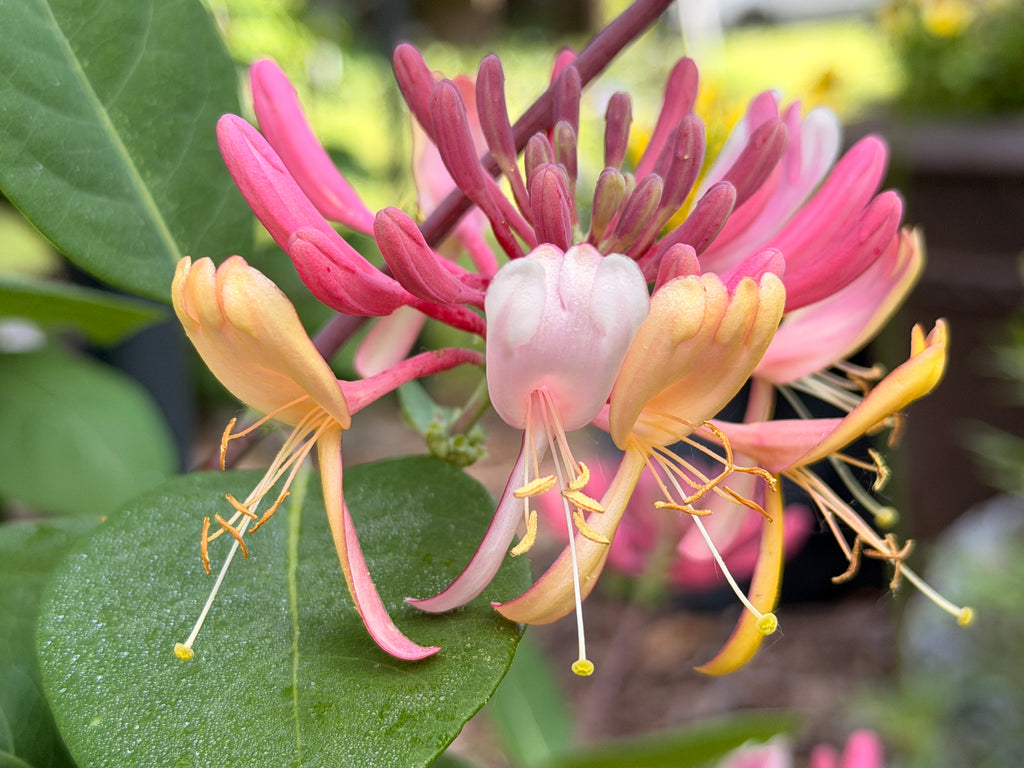 Honeysuckle Vine - Peaches n Cream