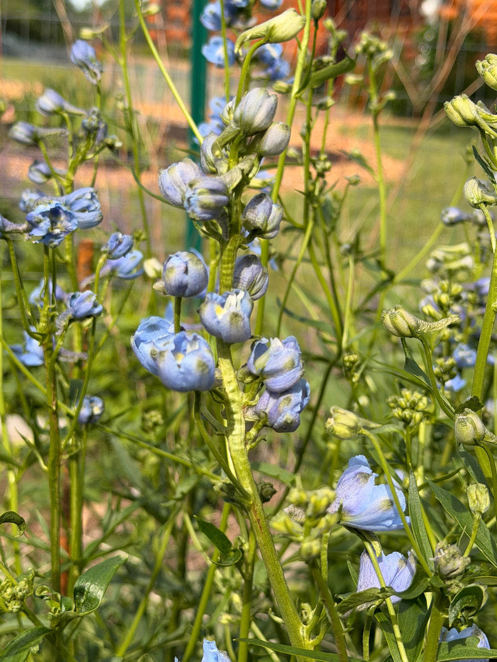 Delphinium - Light Blue