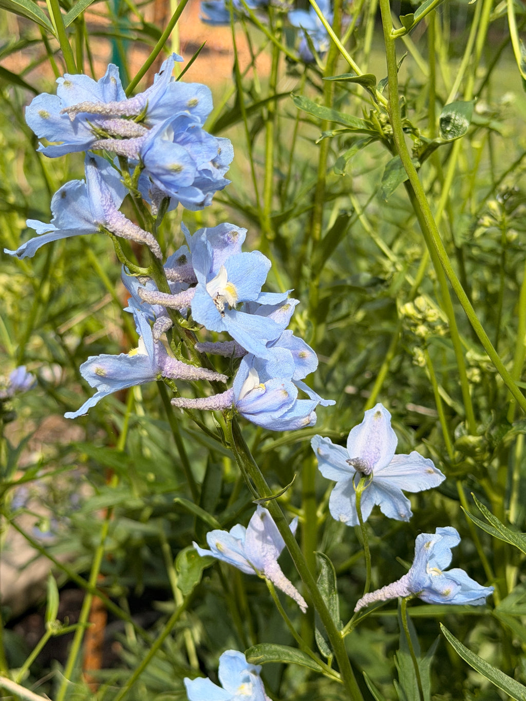 Delphinium - Light Blue