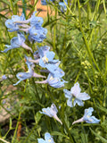 Delphinium - Light Blue