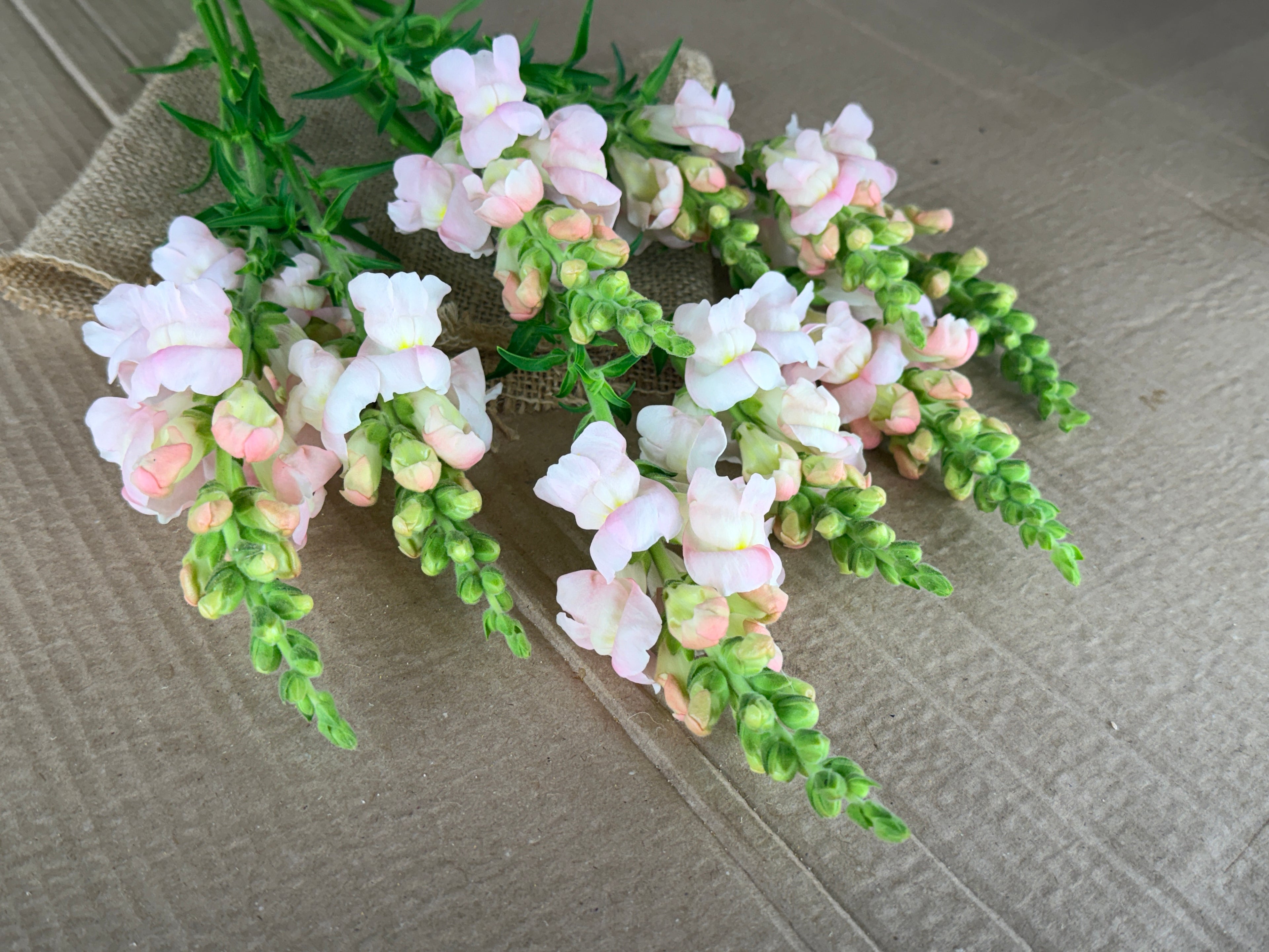 Snapdragon - Avignon Silver