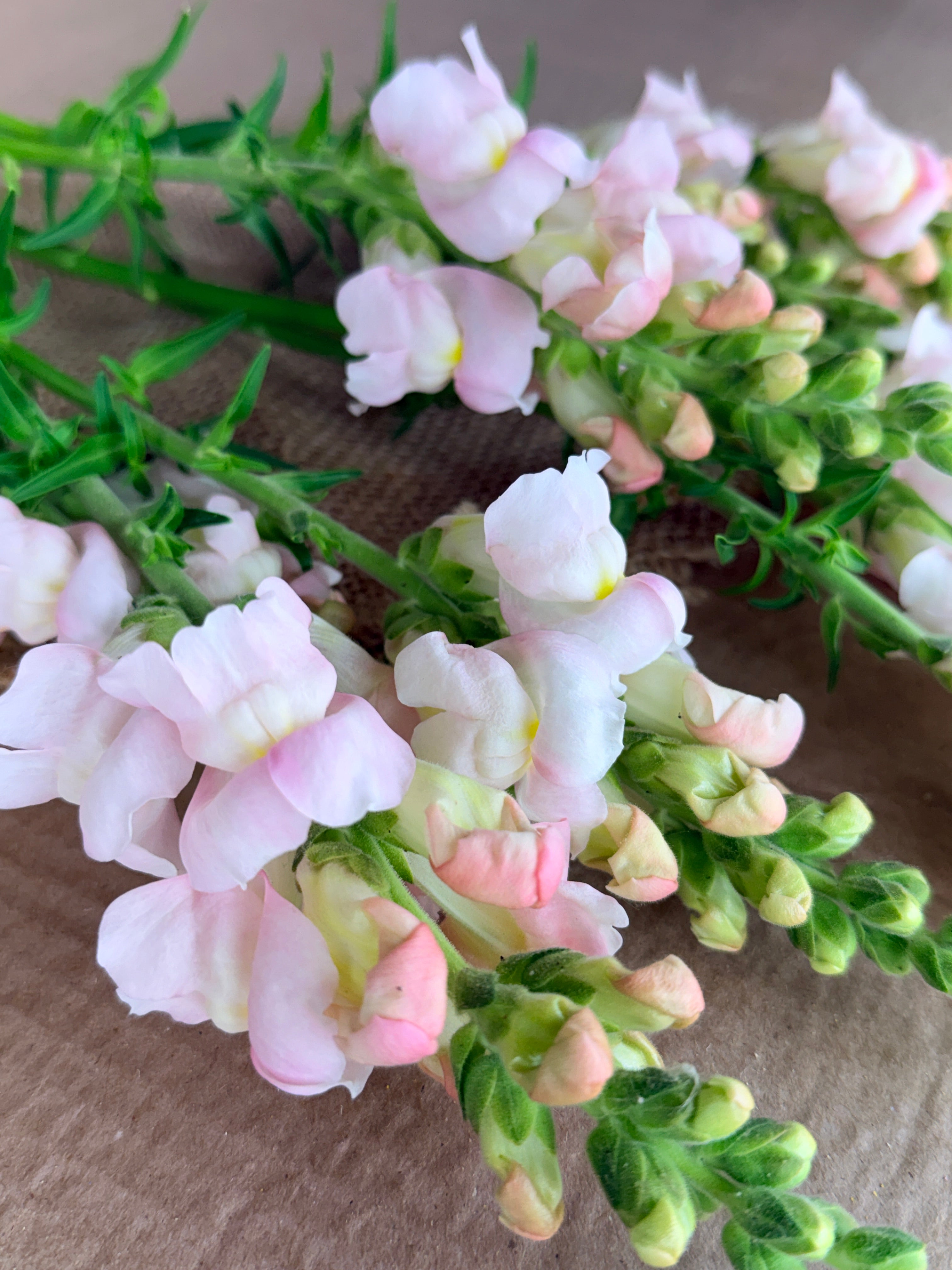 Snapdragon - Avignon Silver