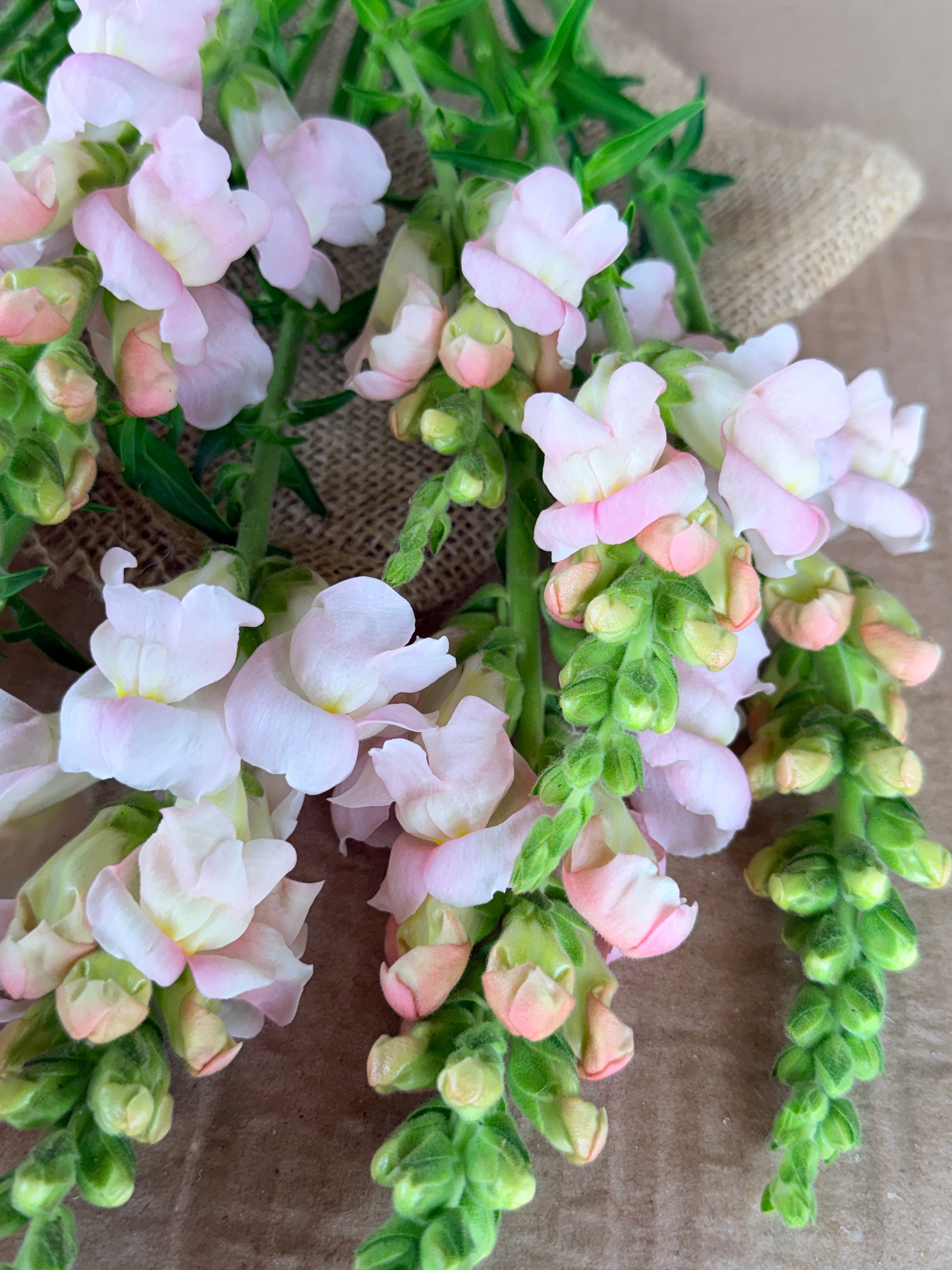 Snapdragon - Avignon Silver