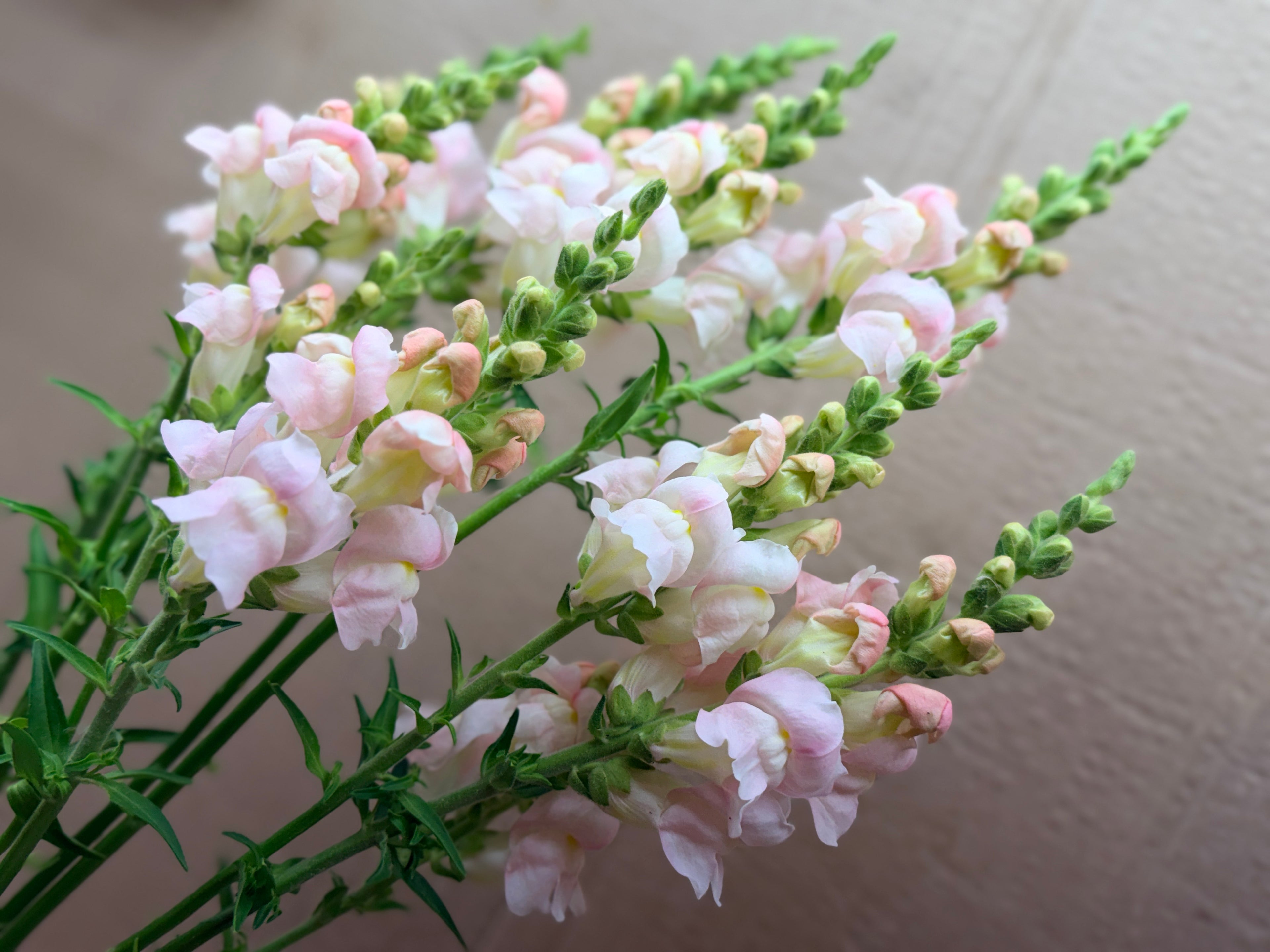 Snapdragon - Avignon Silver