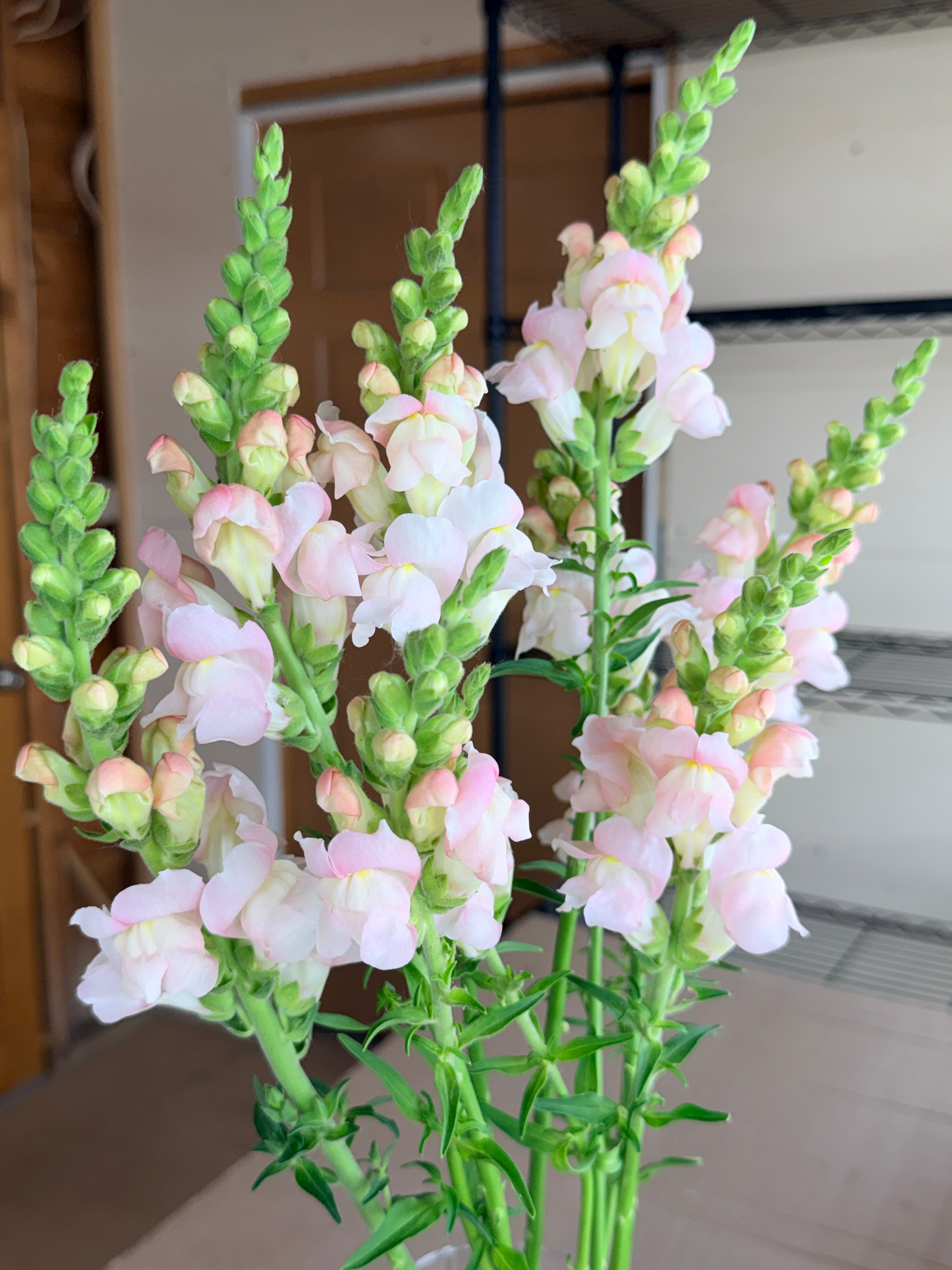 Snapdragon - Avignon Silver