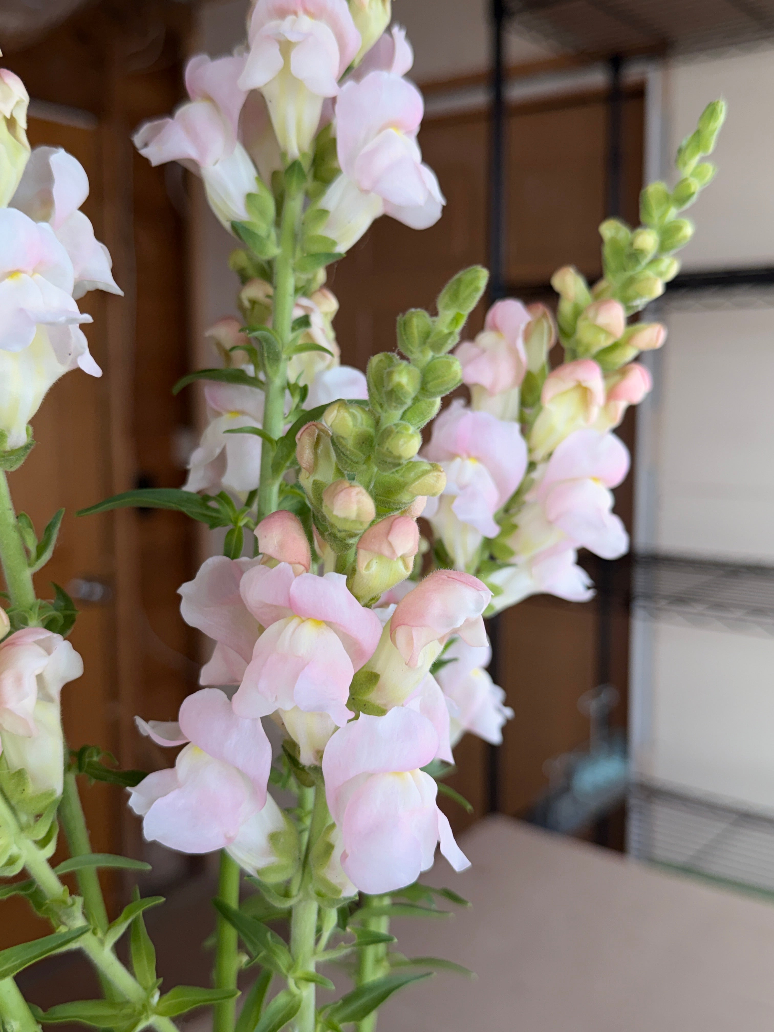 Snapdragon - Avignon Silver
