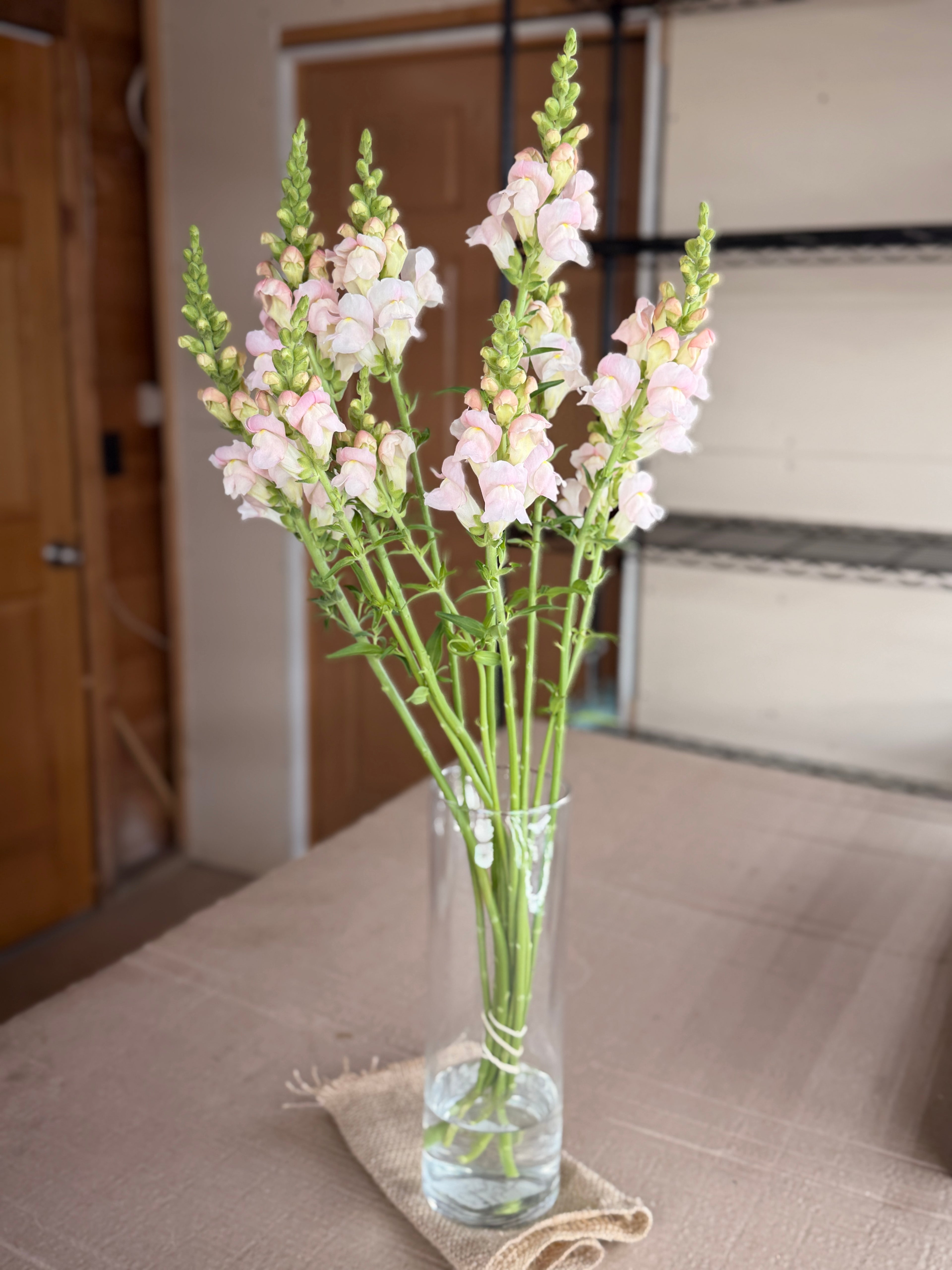 Snapdragon - Avignon Silver