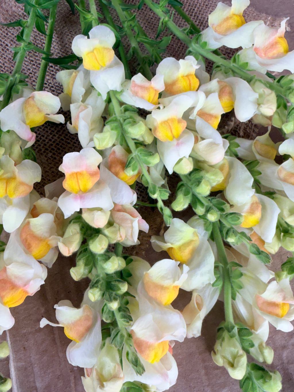 Snapdragon - Avignon Apricot