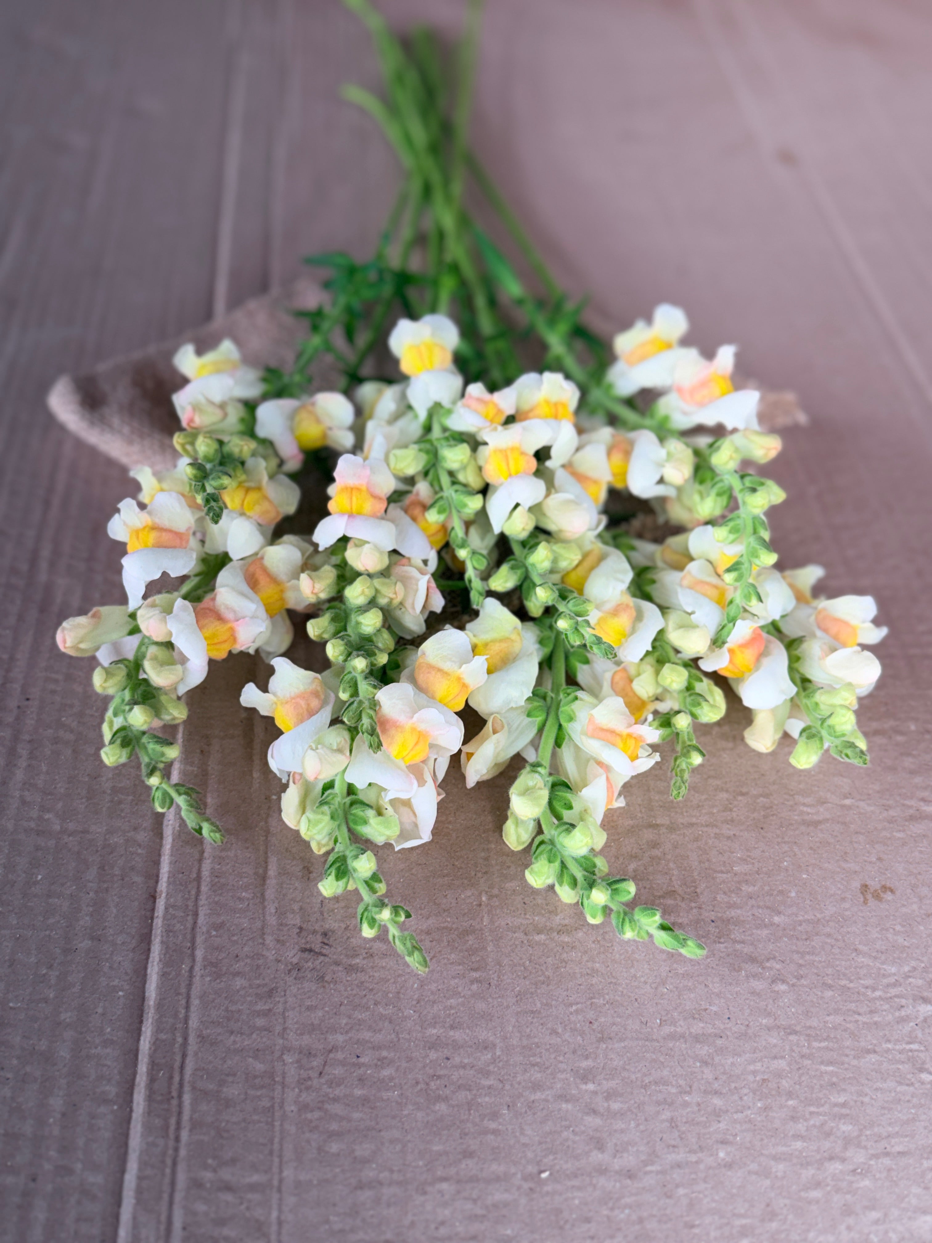 Snapdragon - Avignon Apricot