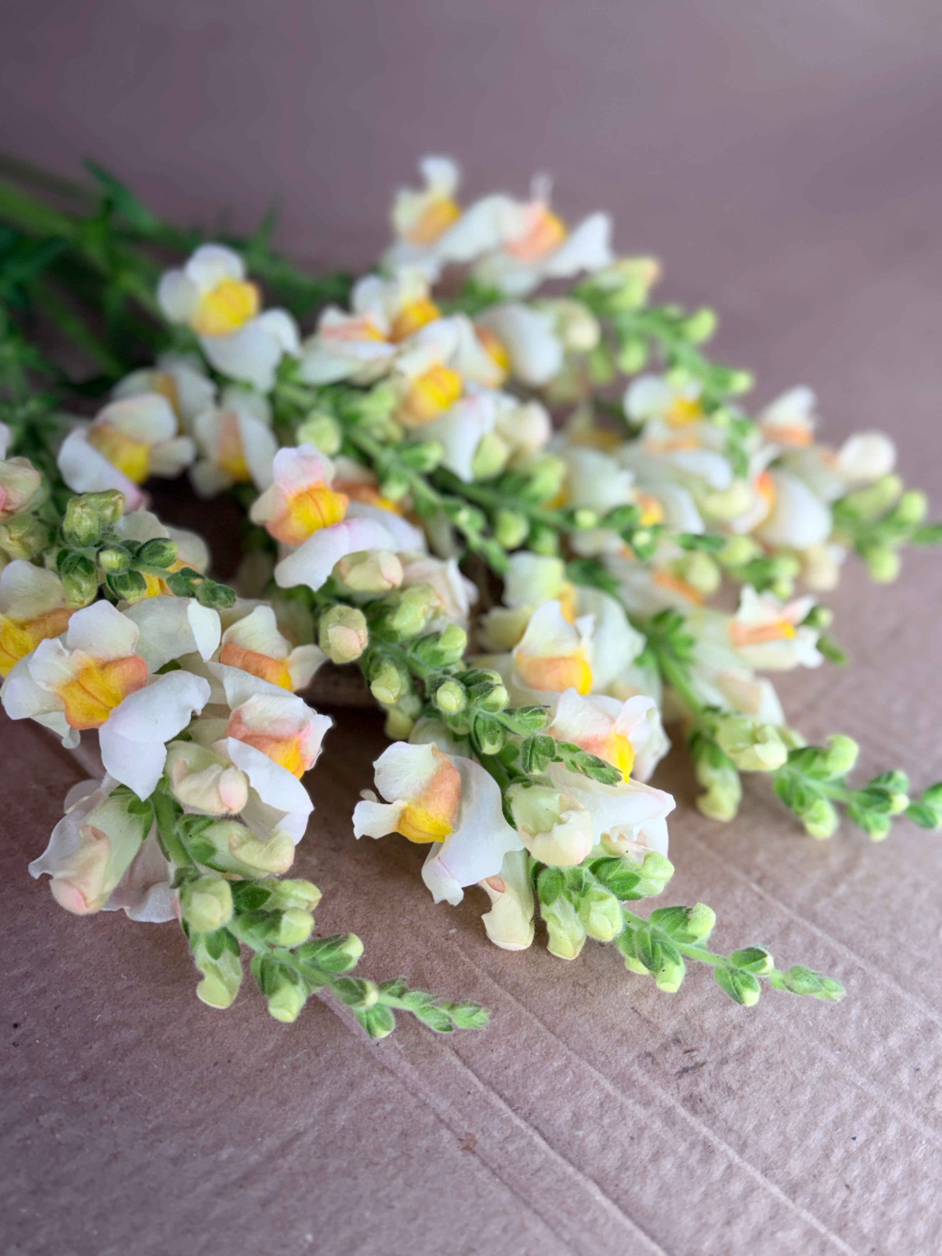Snapdragon - Avignon Apricot